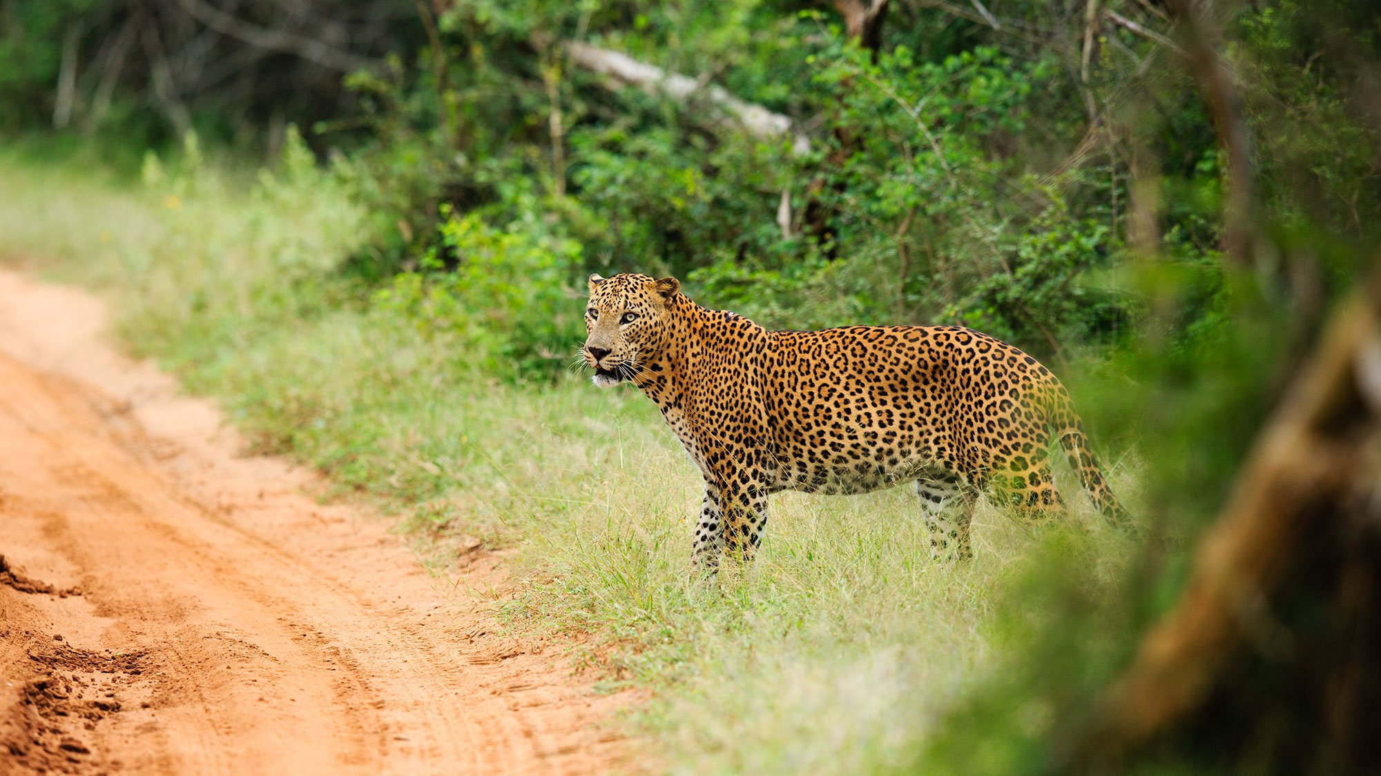 Национальный парк Яла Шри Ланка. Парк Яла Шри Ланка. Сафари парк Яла Шри Ланка. Парк Яла Шри Ланка леопарды.
