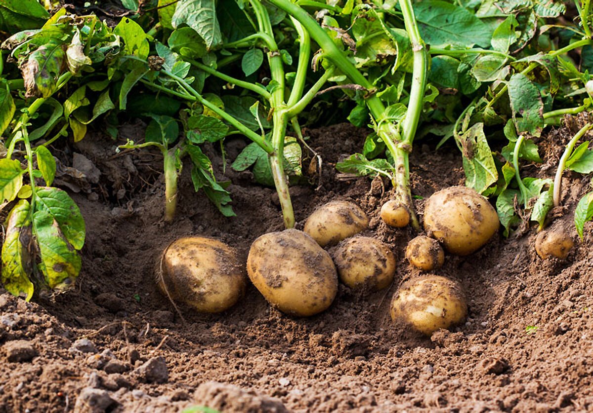 Почва урожай картофеля. Картофель куст. Картофель растет. Картошка растктн. Саженец картошки.