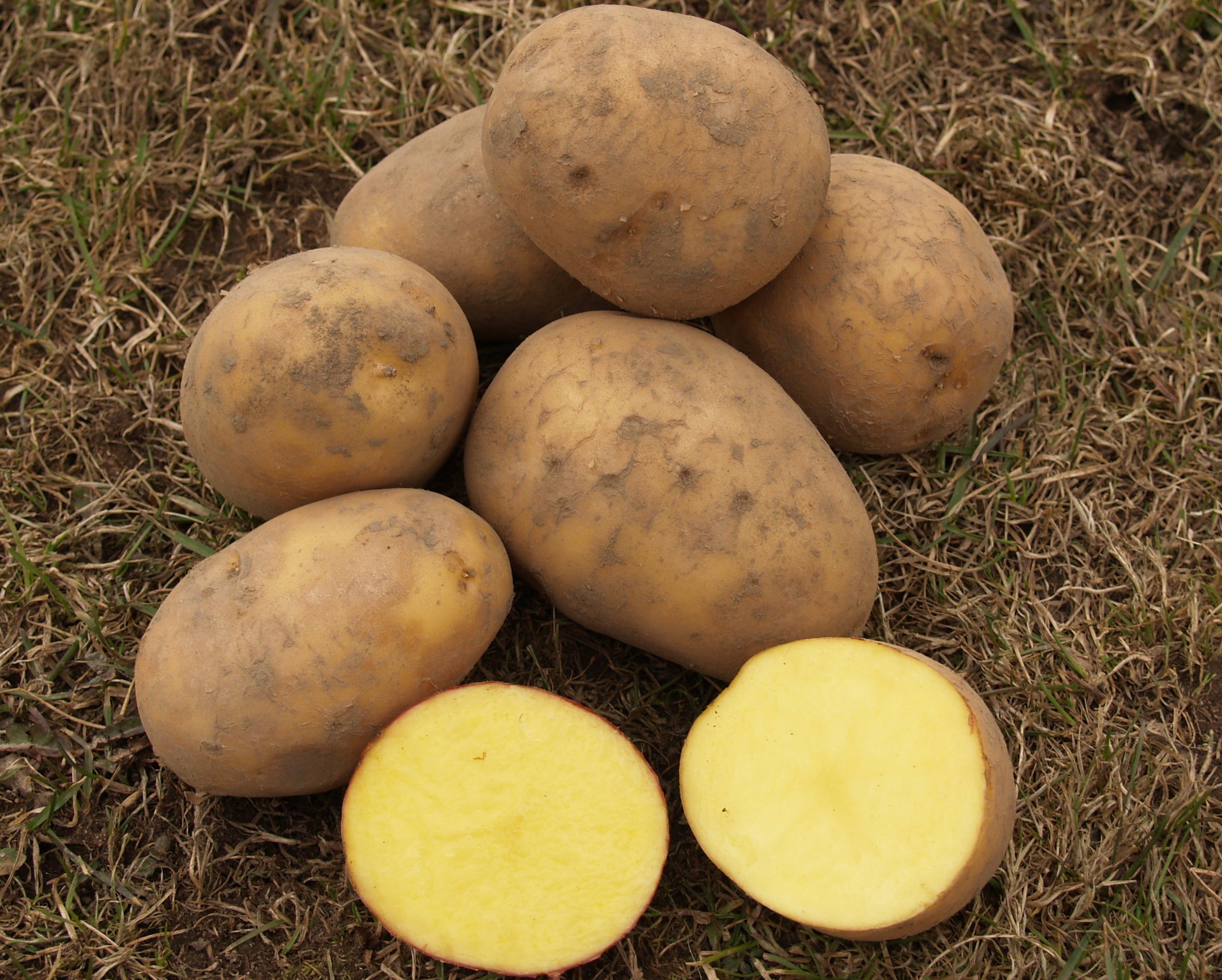 Картофель ласунок купить. Картофель Гала. Сорт Гала. Сорт картофеля Гала. Семенной картофель. Сорт Гала.