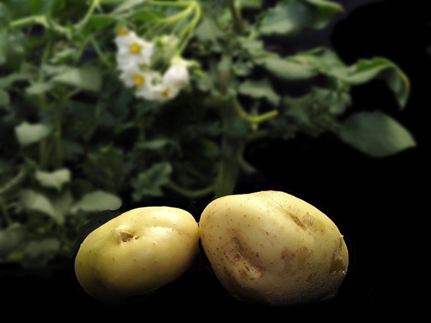 При расшифровке генома картофеля было установлено 20. Картофель Геншин. Геном картошки. Картофель обои. Картофель обои на рабочий.