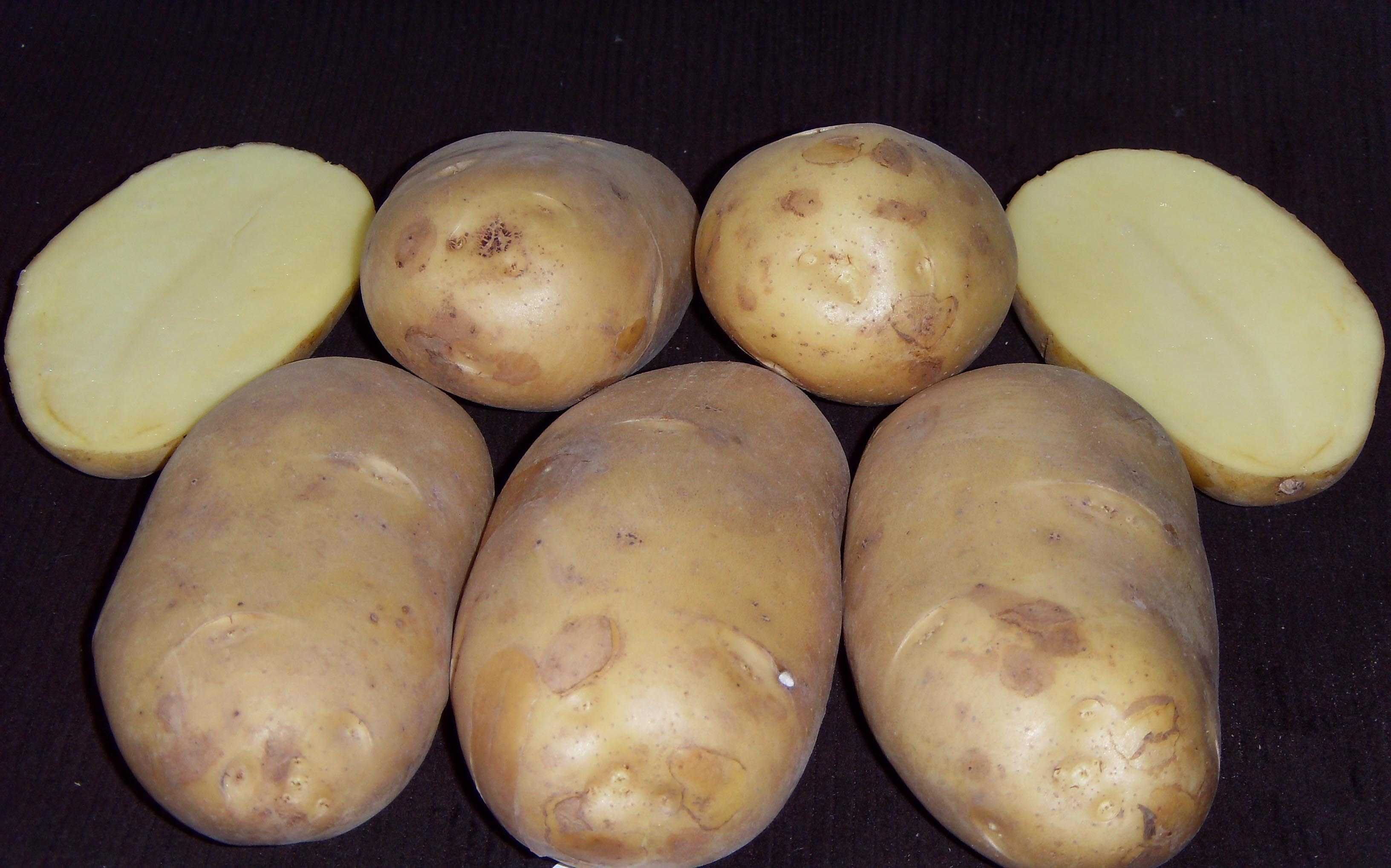 Картофель россия отзывы. Сорта картофеля чароит. Сорт Хибинский ранний картофель. Картофель скороспелка Салават.