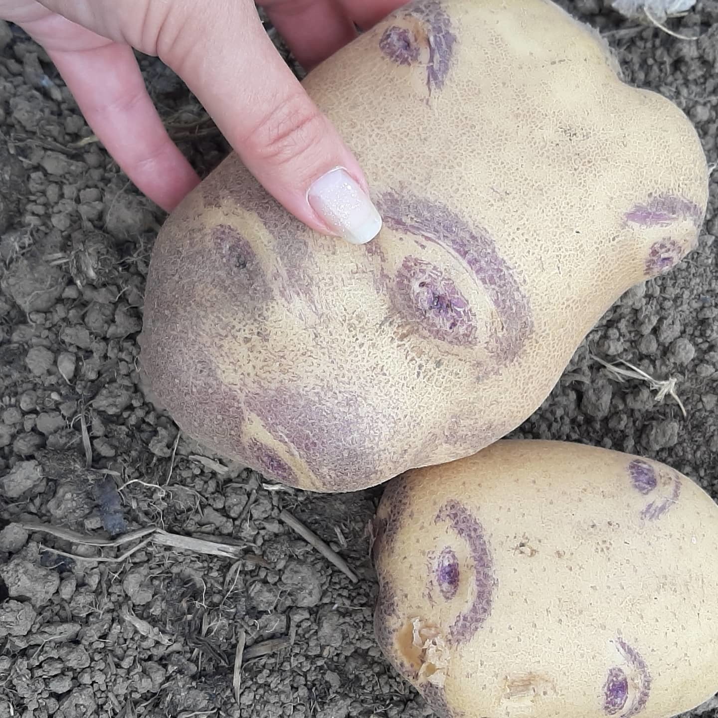 Глазки картошки. Глазки картофеля. Картошка с глазками. Глазки и бровки картофеля. Картофелина с глазками.