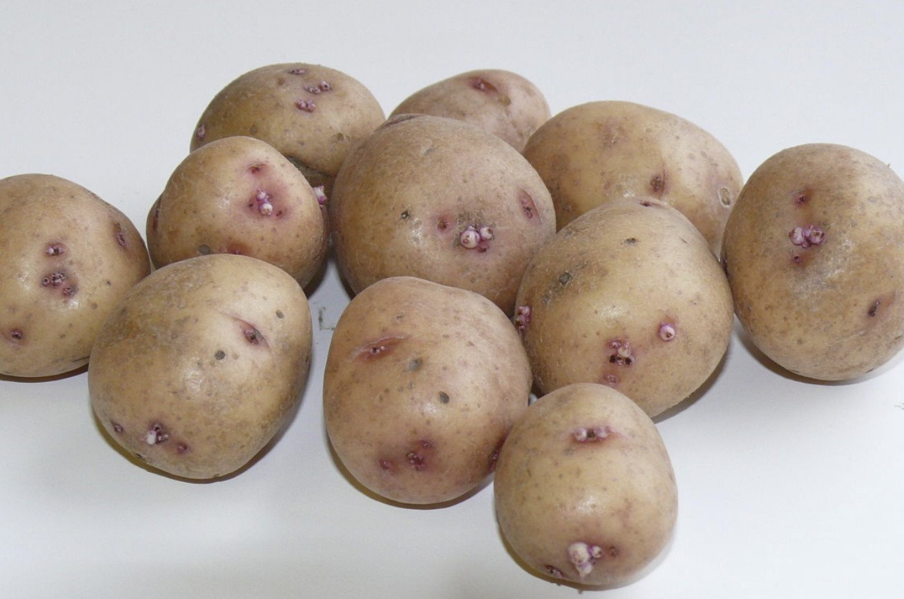 Глазки картошки. Картофель сорт Сесиль. Лилея белорусская картофель.