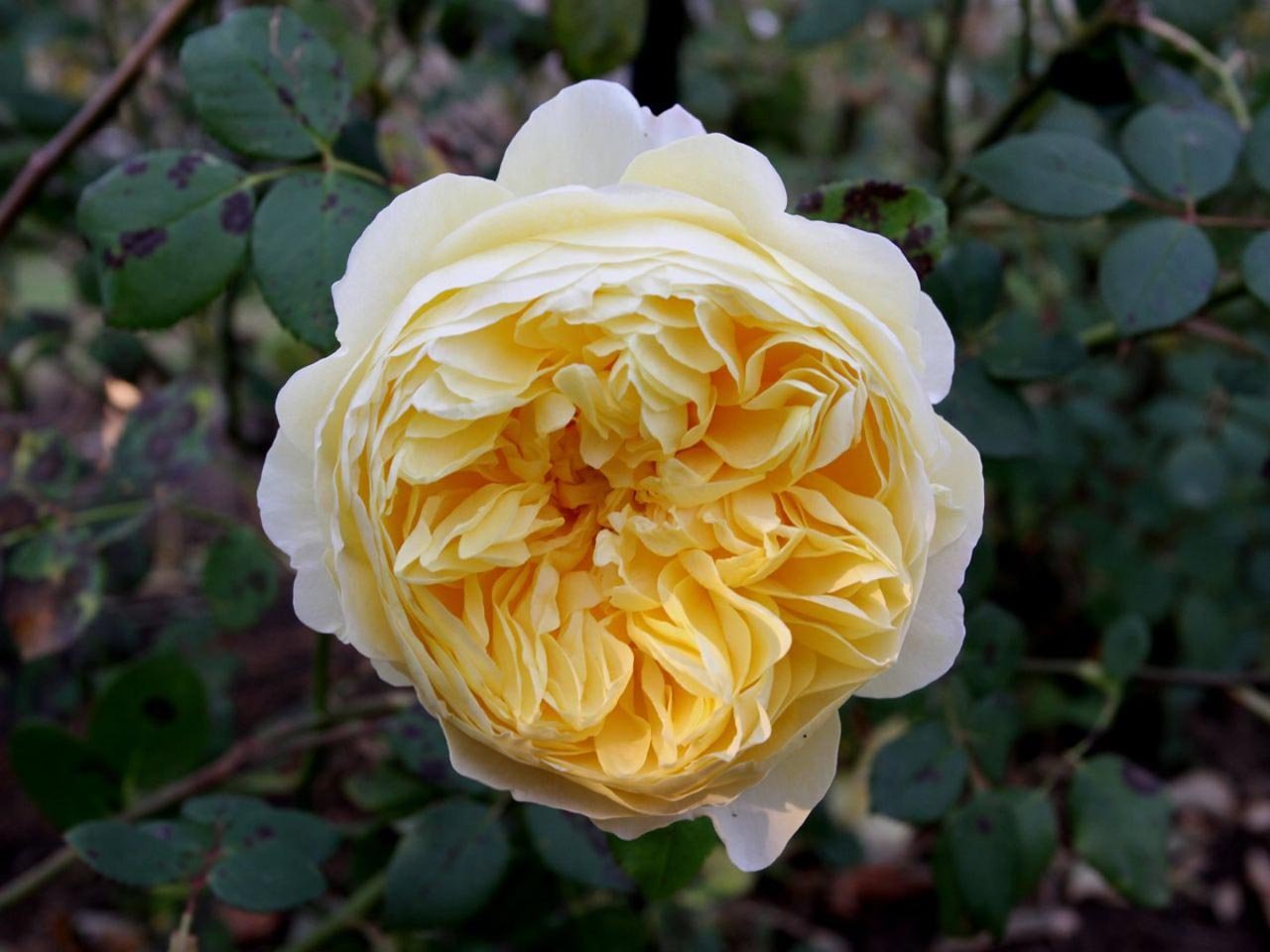 Желтые английские розы. Роза английская Charles Darwin.