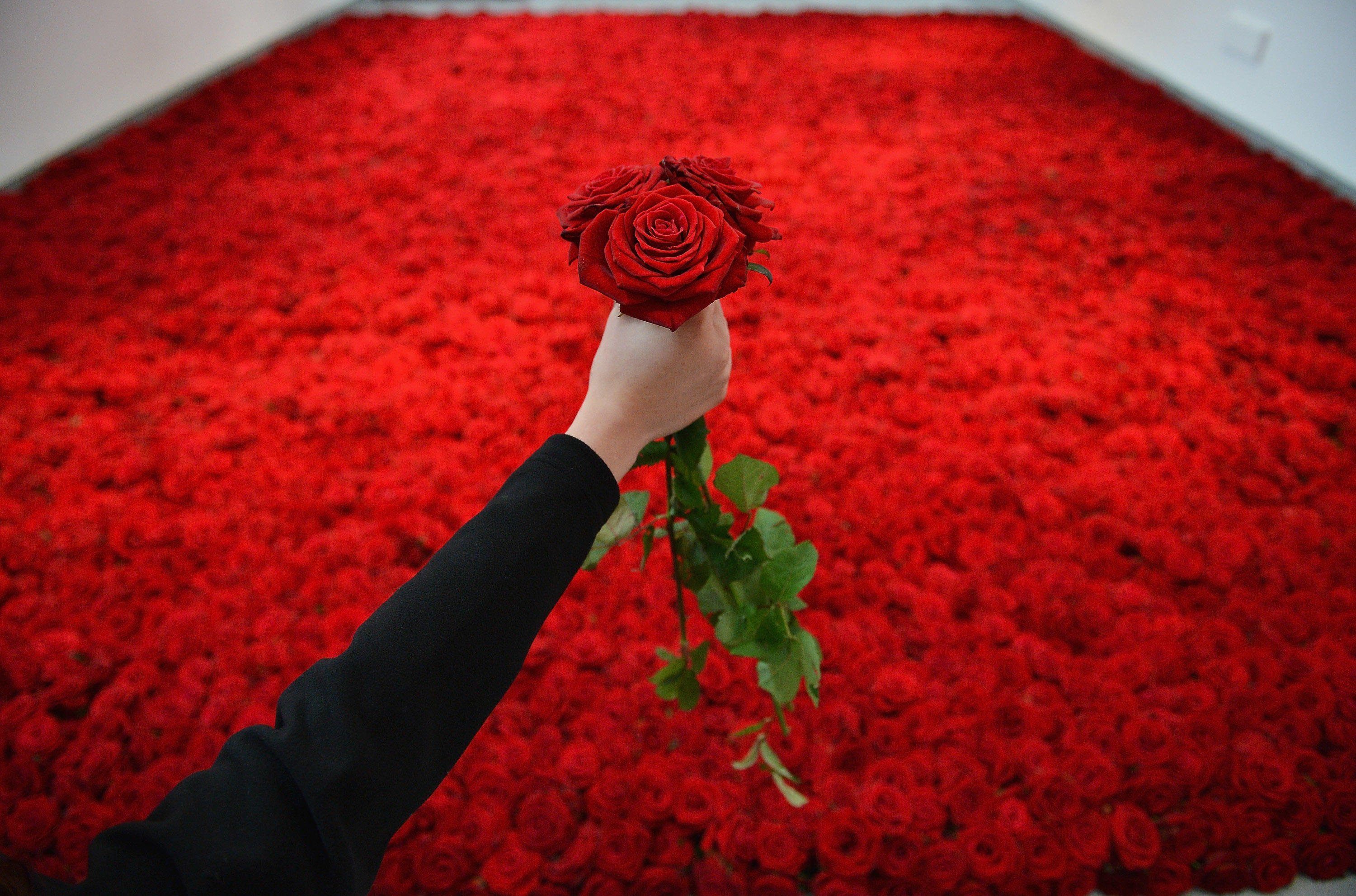 Прикольные розы картинки. Миллион алых роз. Миллион красных роз. Миллион цветов. 1000000 Алых роз.