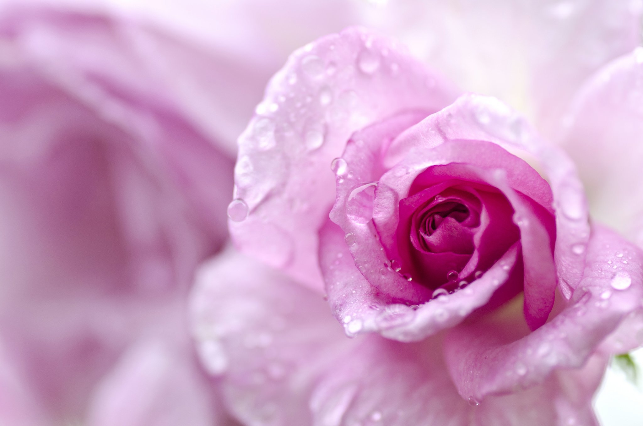 Розовый белый видео. Красивые нежные цветы. Нежный цветок. Розовые цветы. Нежные цвета.