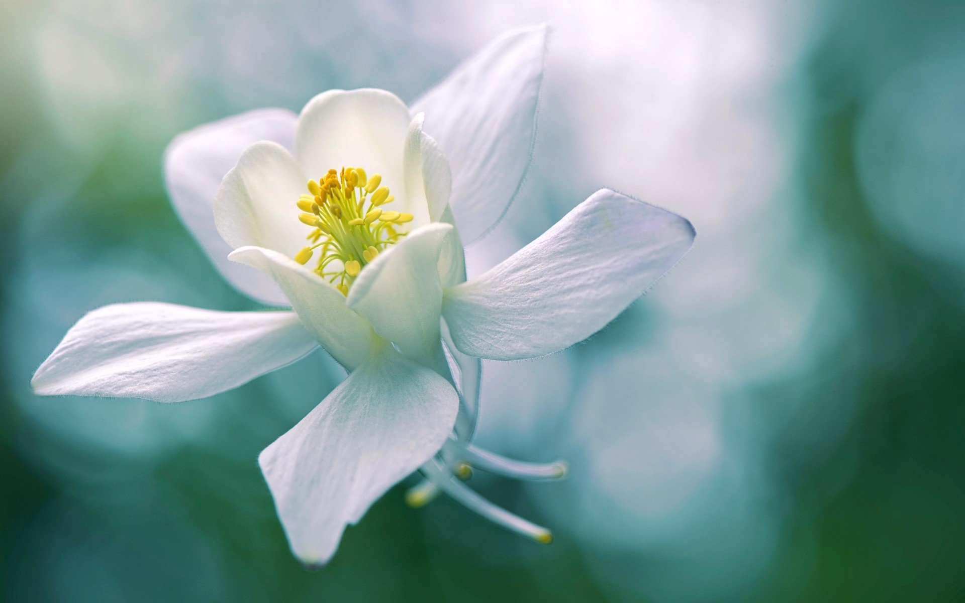 Нежный восторг. Белые цветы. Бели свток. Нежный цветок. Красивые белые цветы.