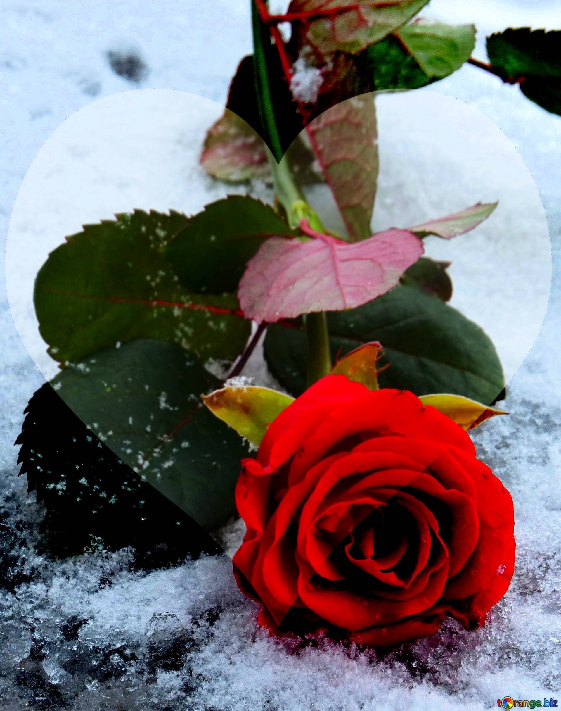 Розы снег красиво. Зимние цветы. Цветы в снегу. Розы на снегу. Цветы зимой.