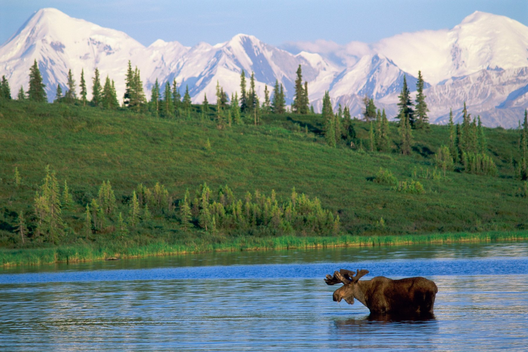 Национальный парк Денали, штат Аляска. Заповедник на Аляске " Денали ". Национальный парк Денали Аляска животные. Национальный парк и заповедник Денали. Включи национальный парк