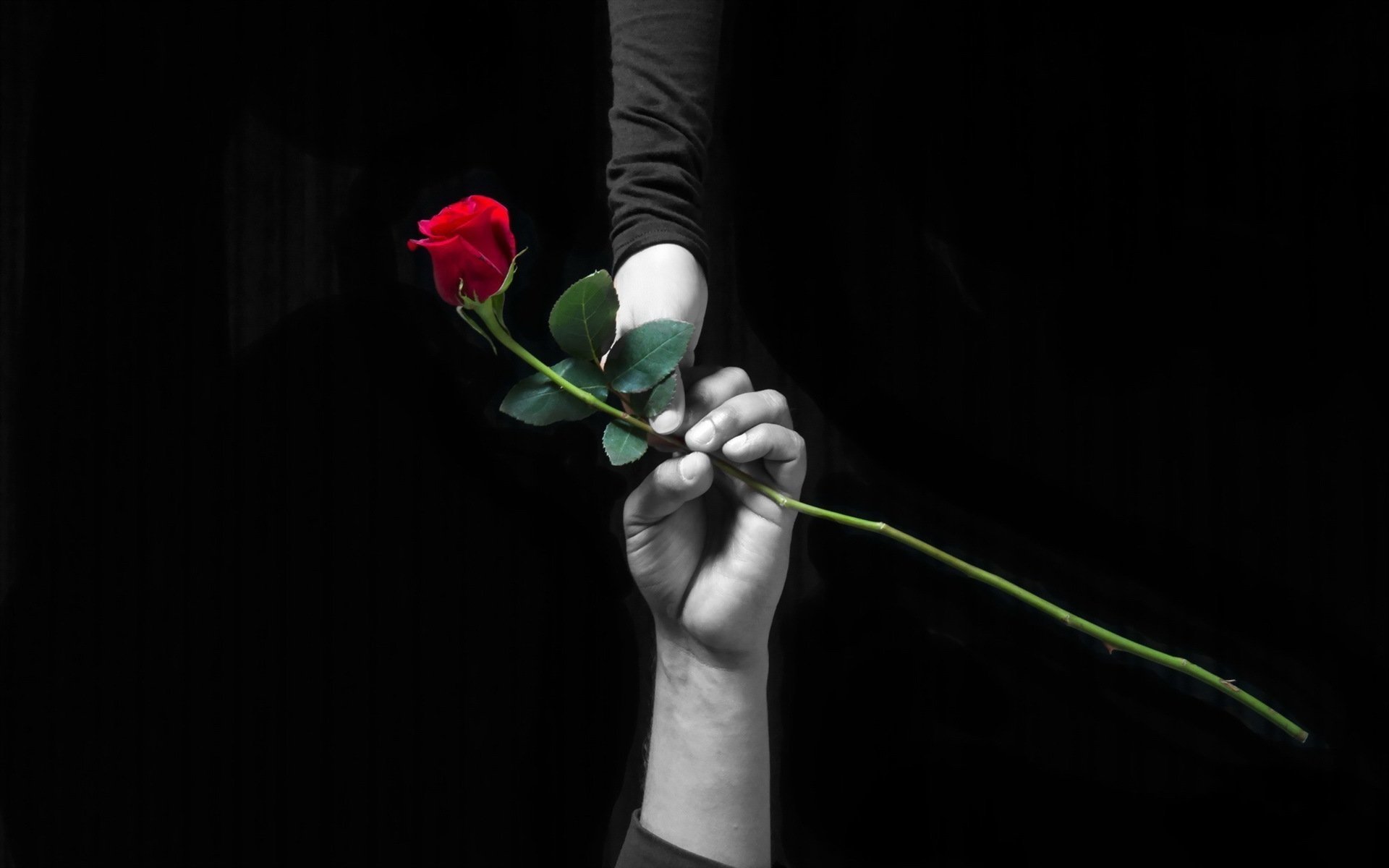 Сколько держатся розы. Грустный цветок. Цветок на руку.. Цветы на прощание.