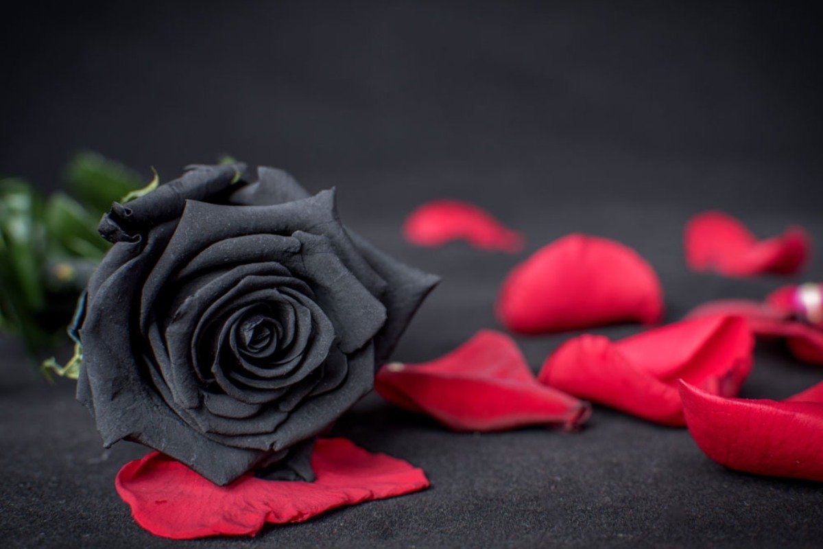 Устал роз. Черные розы Халфети букет. Розы на темном фоне. Цветы на черном фоне.