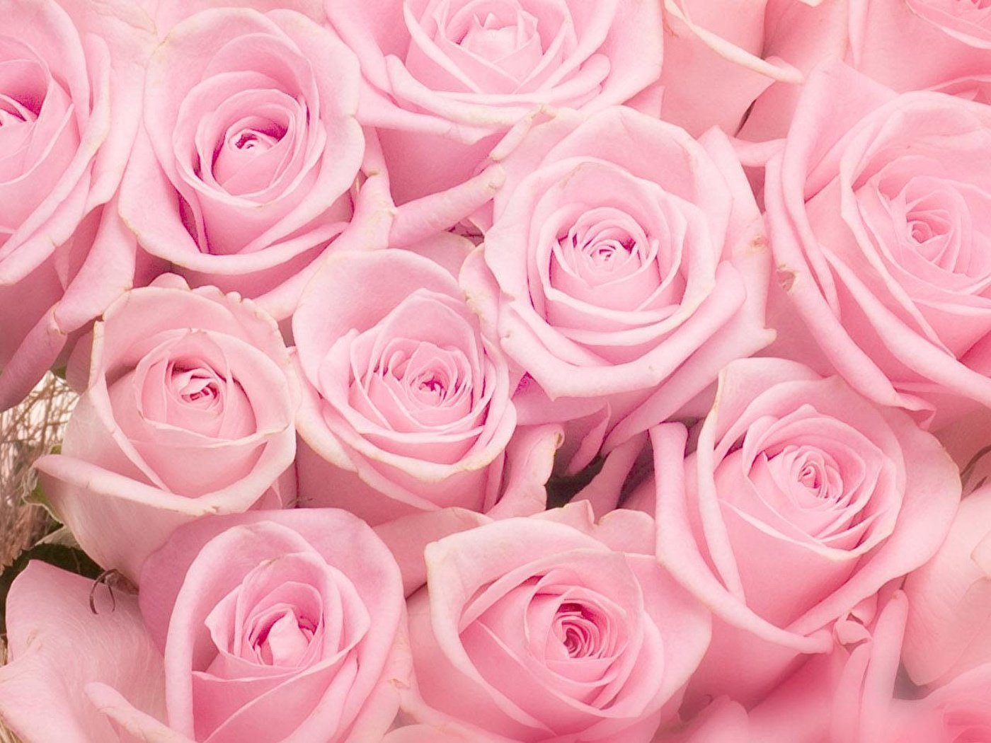 Розые розы. Розовые розы. Бледно розовые розы. Розовая коза.
