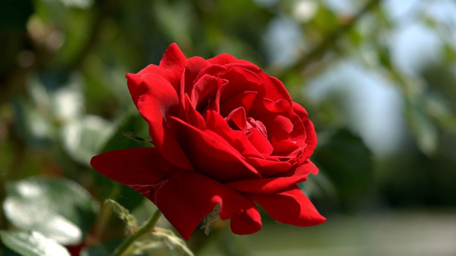 Красивое фото красной розы. Ред Роуз. Красивые розы. Красный цветок. Красивые красные розы.