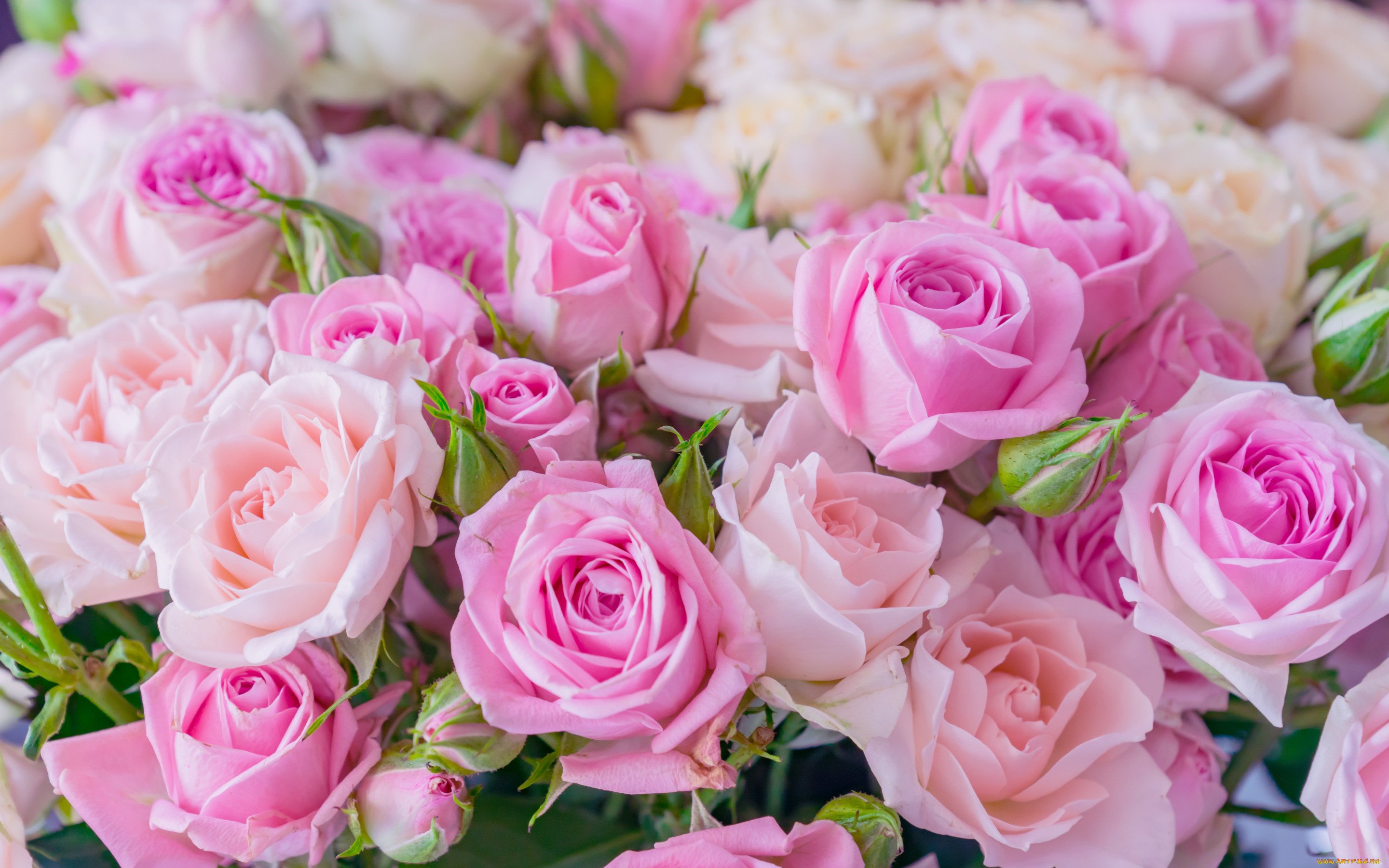 Обои розочки. Розовые розы. Шикарные розовые розы. Бело розовые розы. Бледно розовые розы.