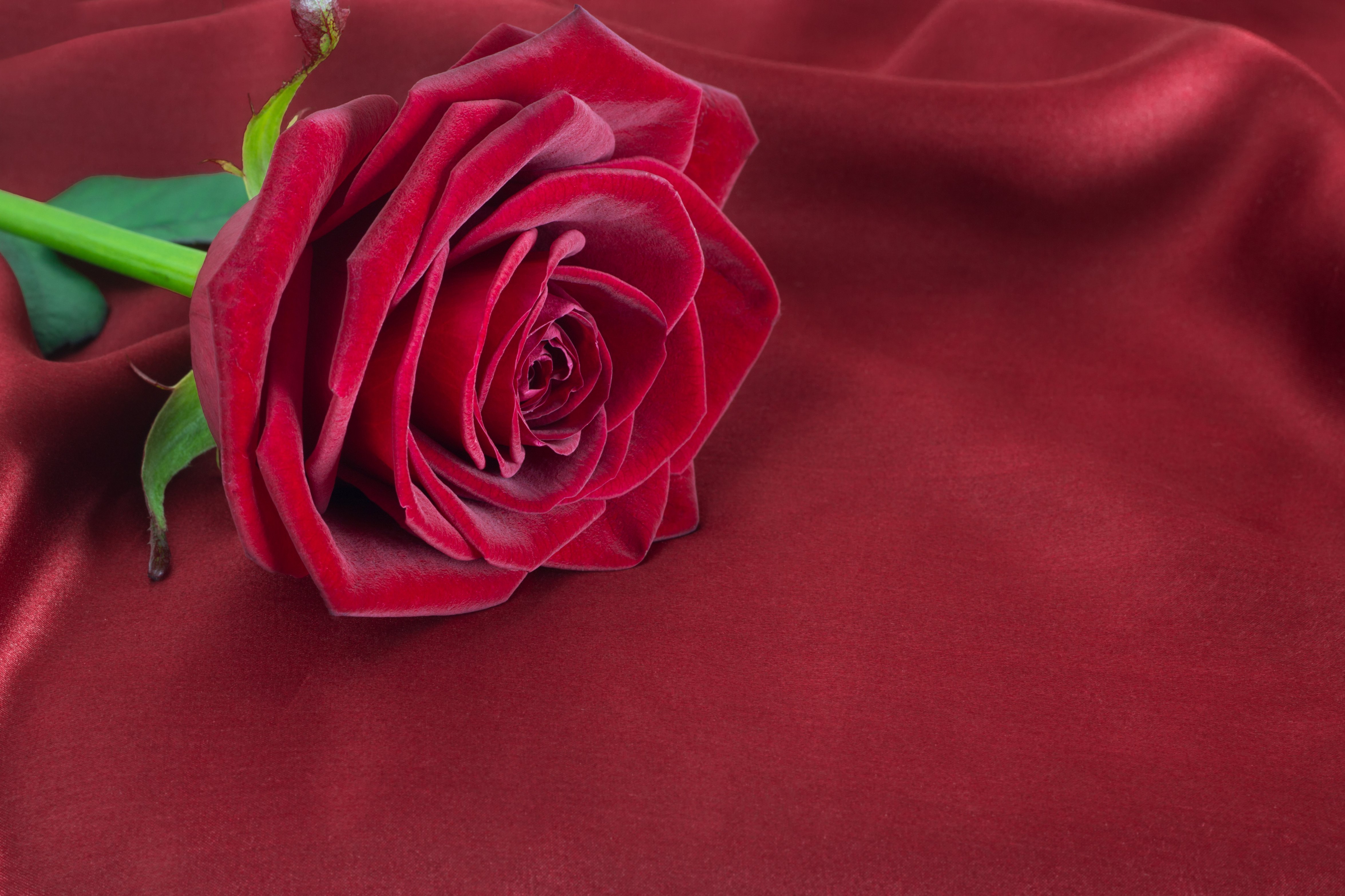 Темно алые розы а на душе. Красный цветок. Бордовые цветы. Розы бордовые бархатные. Красивые красные розы.