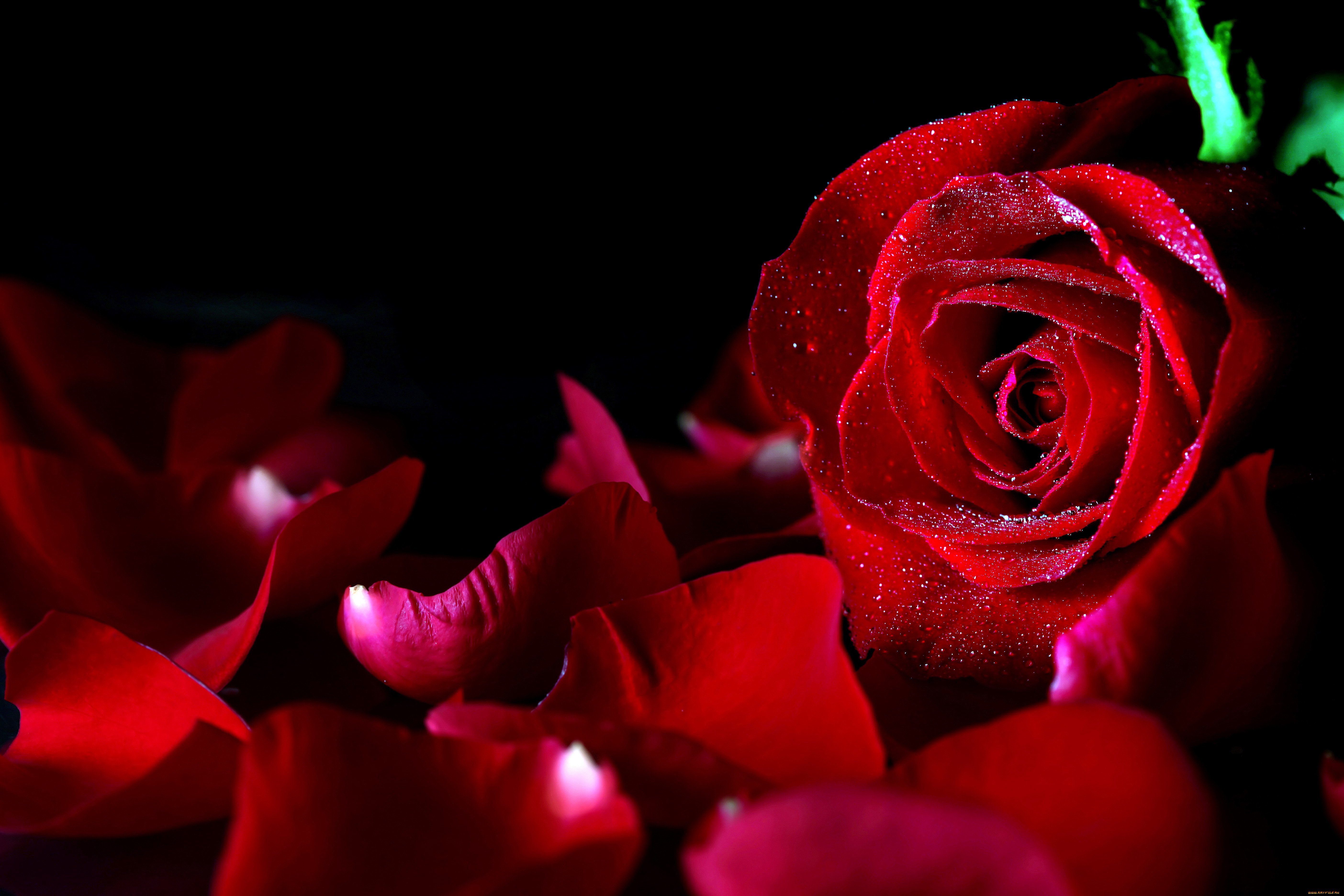 Красный цветок. Красивые красные розы. Красный цвет. Цветы на темном фоне. Темно алые розы а на душе лишь