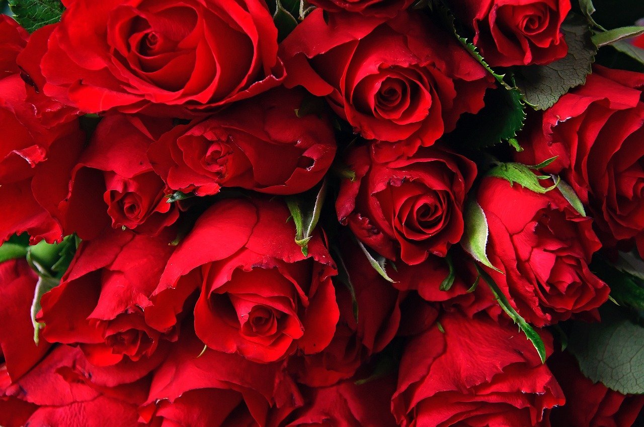 Красные розы. Шикарные цветы. Цветы розы красные. Шикарные красные розы. Темно алые розы а на душе