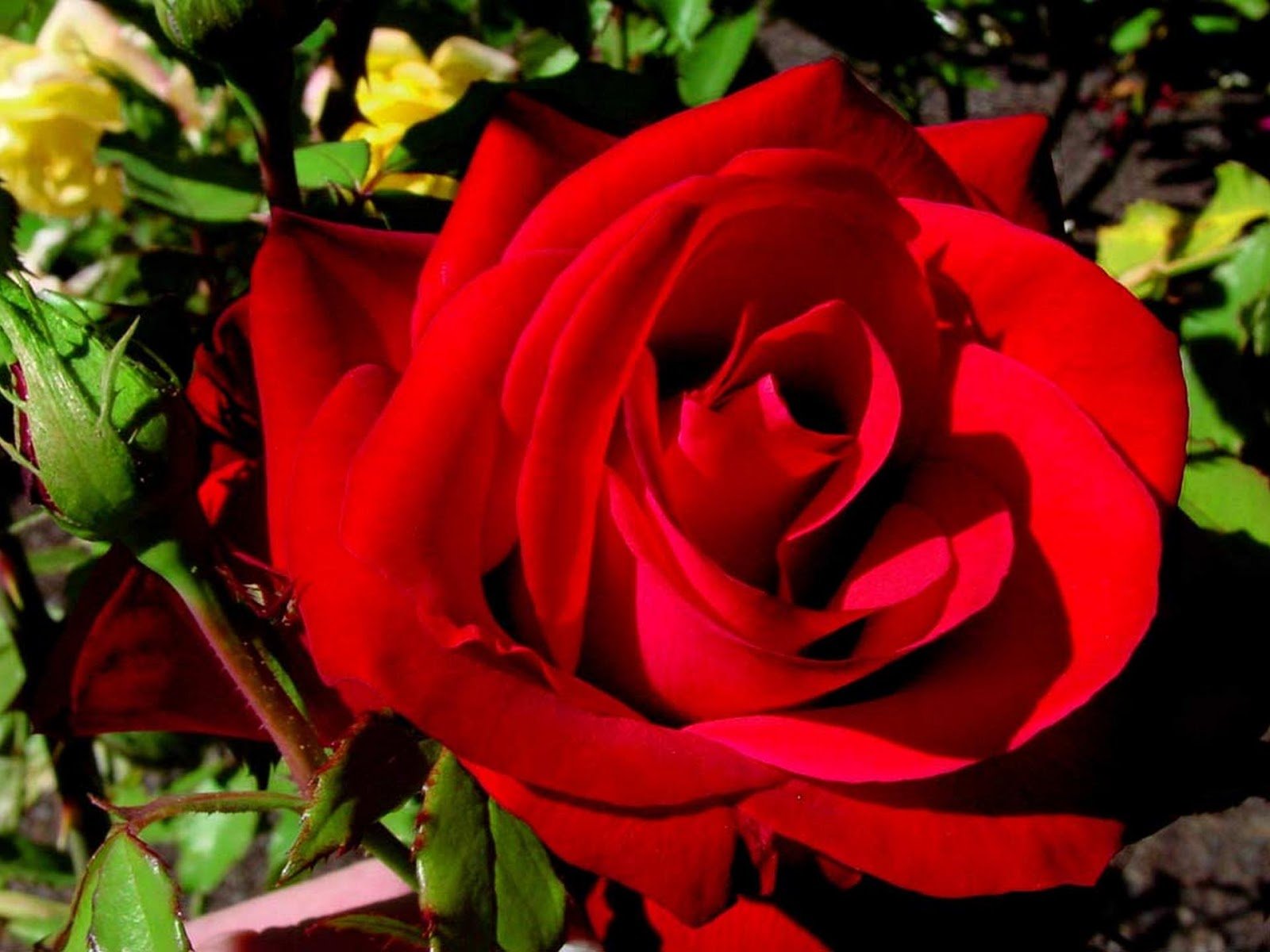 Красивое фото красной розы. Куст красных роз. Ало красные розы.