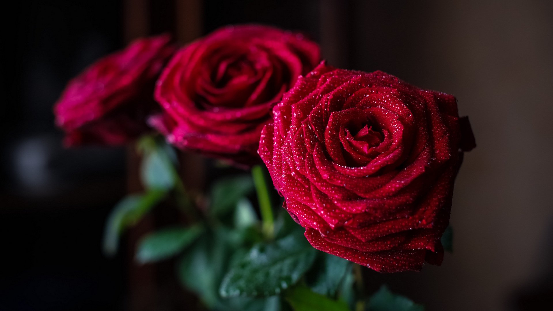 Розы. Красивые цветы. Цветы розы. Красивые красные розы. Обои розочки