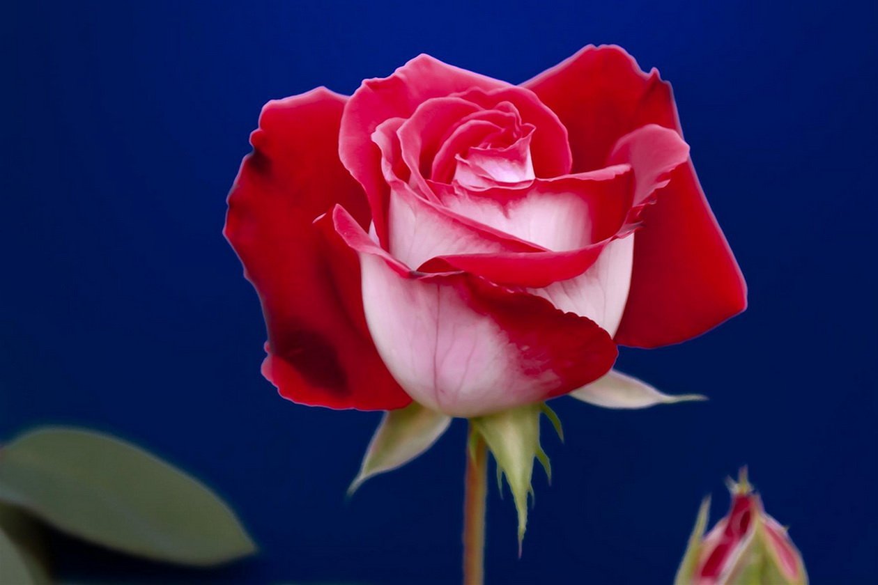 Сорт розы Осирия.