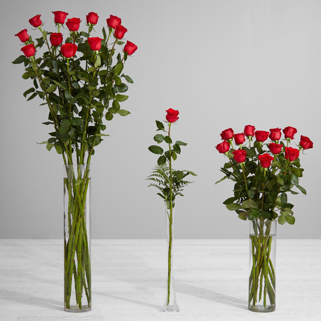 Красные розы длинные. Голландские кустовые розы. Стебель кустовой розы.