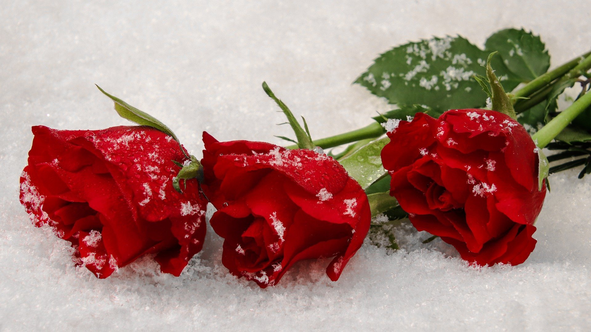 Зимние цветы. Цветы в снегу. Розы на снегу. Красивые зимние цветы.