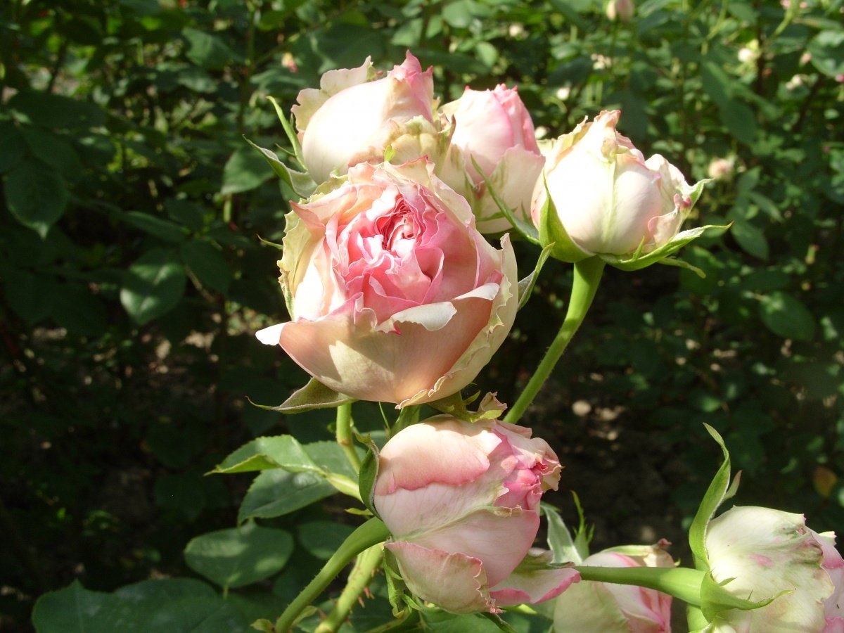 Узбекские розы. Сорт розы Джим.