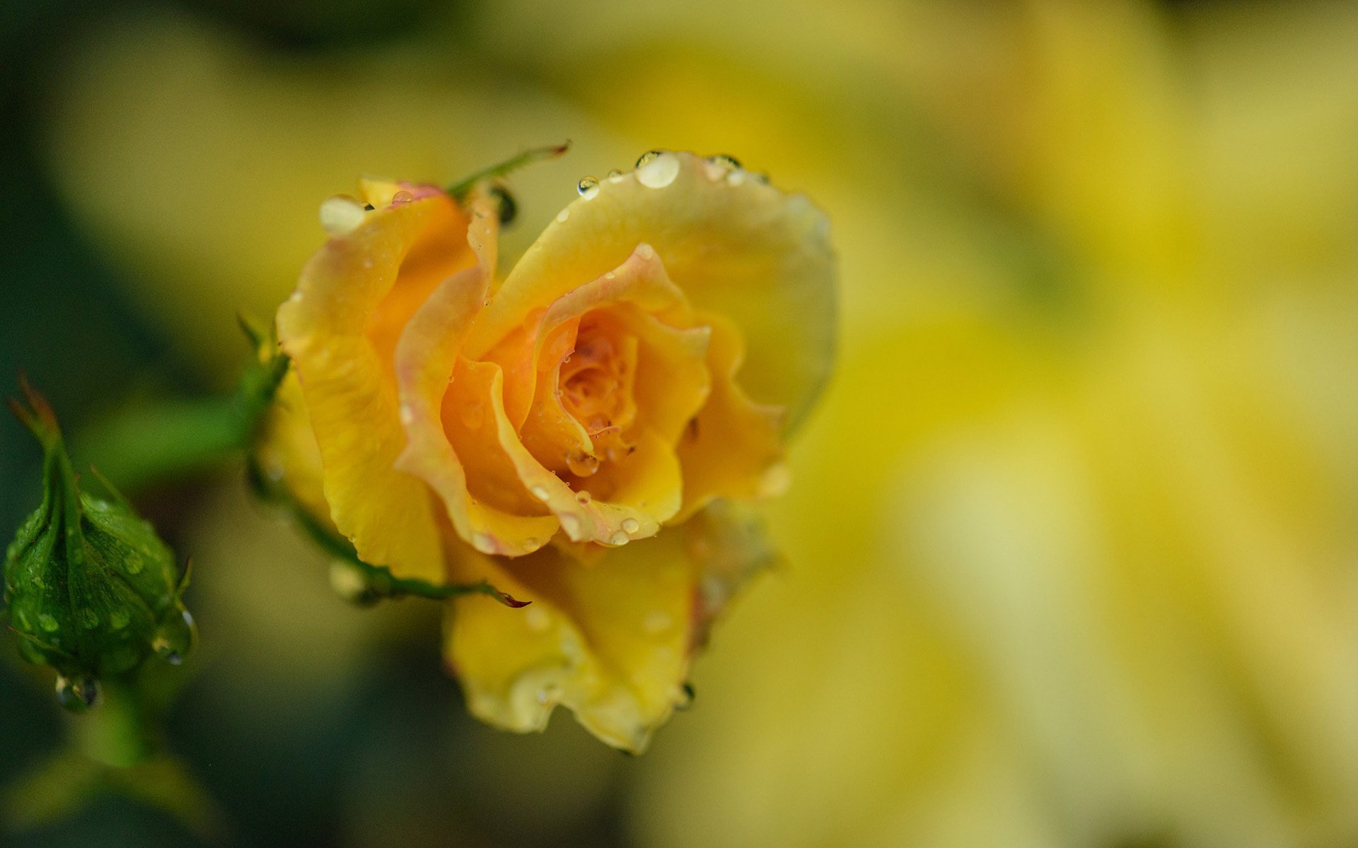 Желто розовая картинка. Желтые розы. Желтые розы в росе.