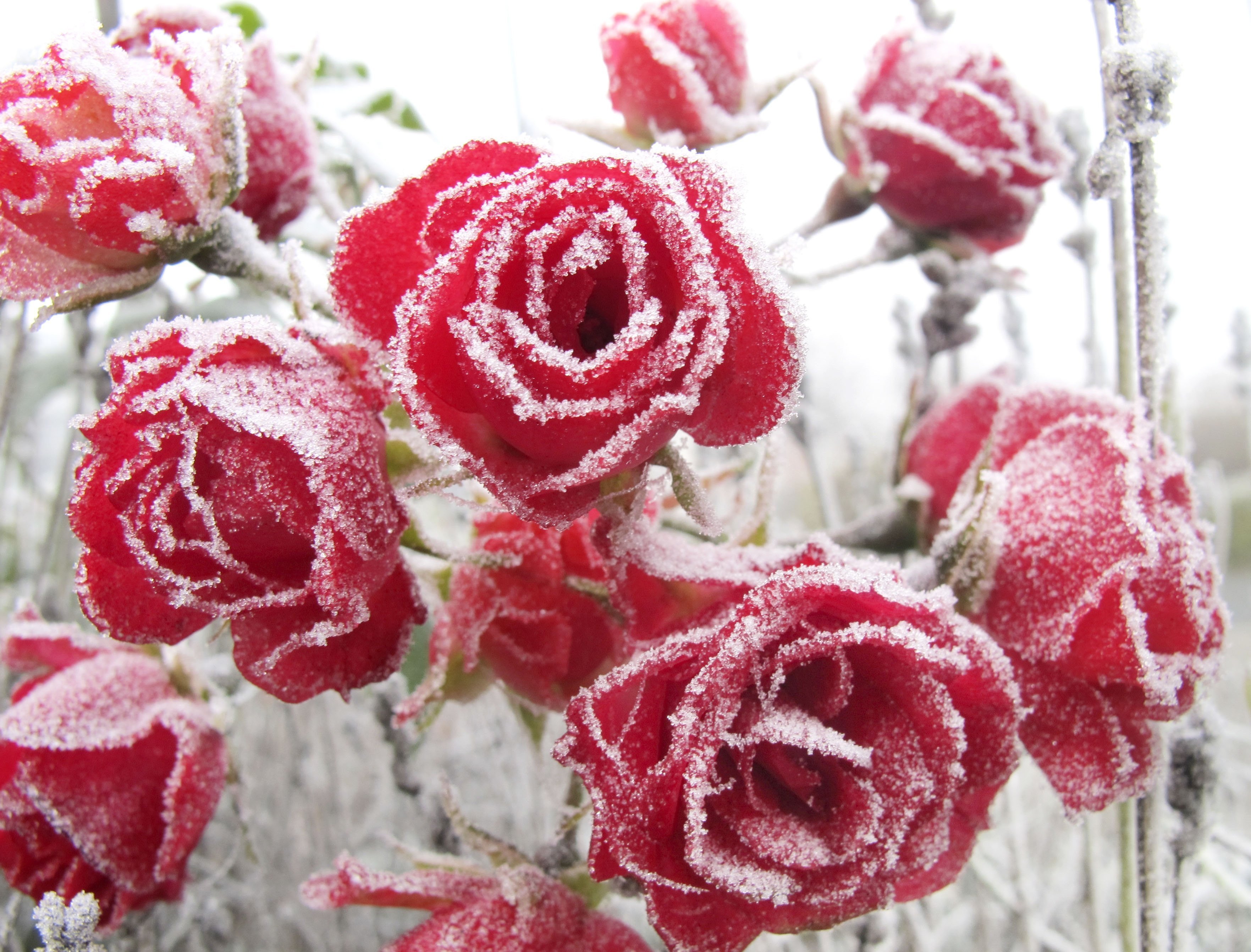 Цветы зимой. Красивые зимние цветы. Цветы в инее. Красивые розы снег