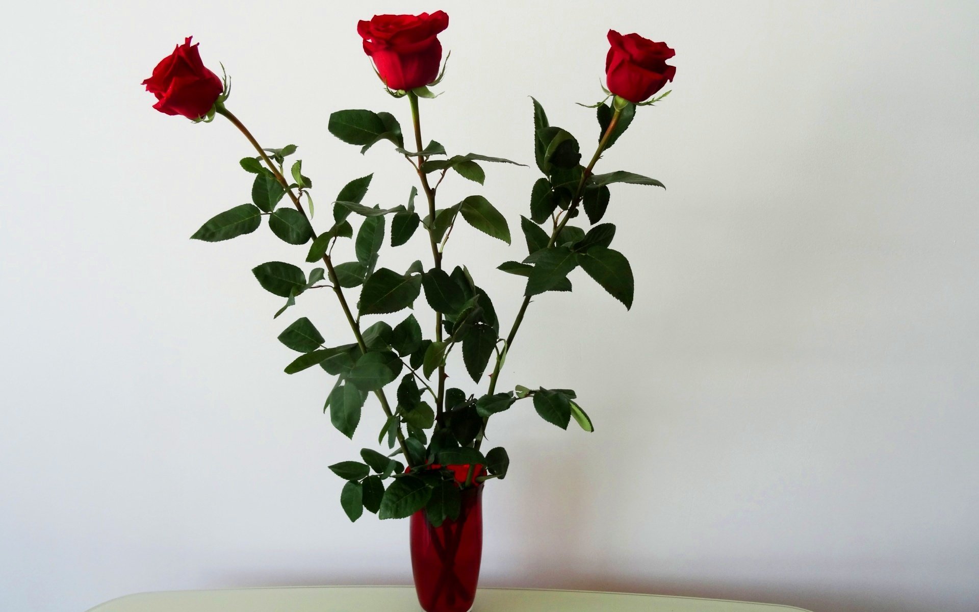 Купила розу что с ней делать. Стебель розы. Домашние розы. Розы в вазе. Цветок на стебле.
