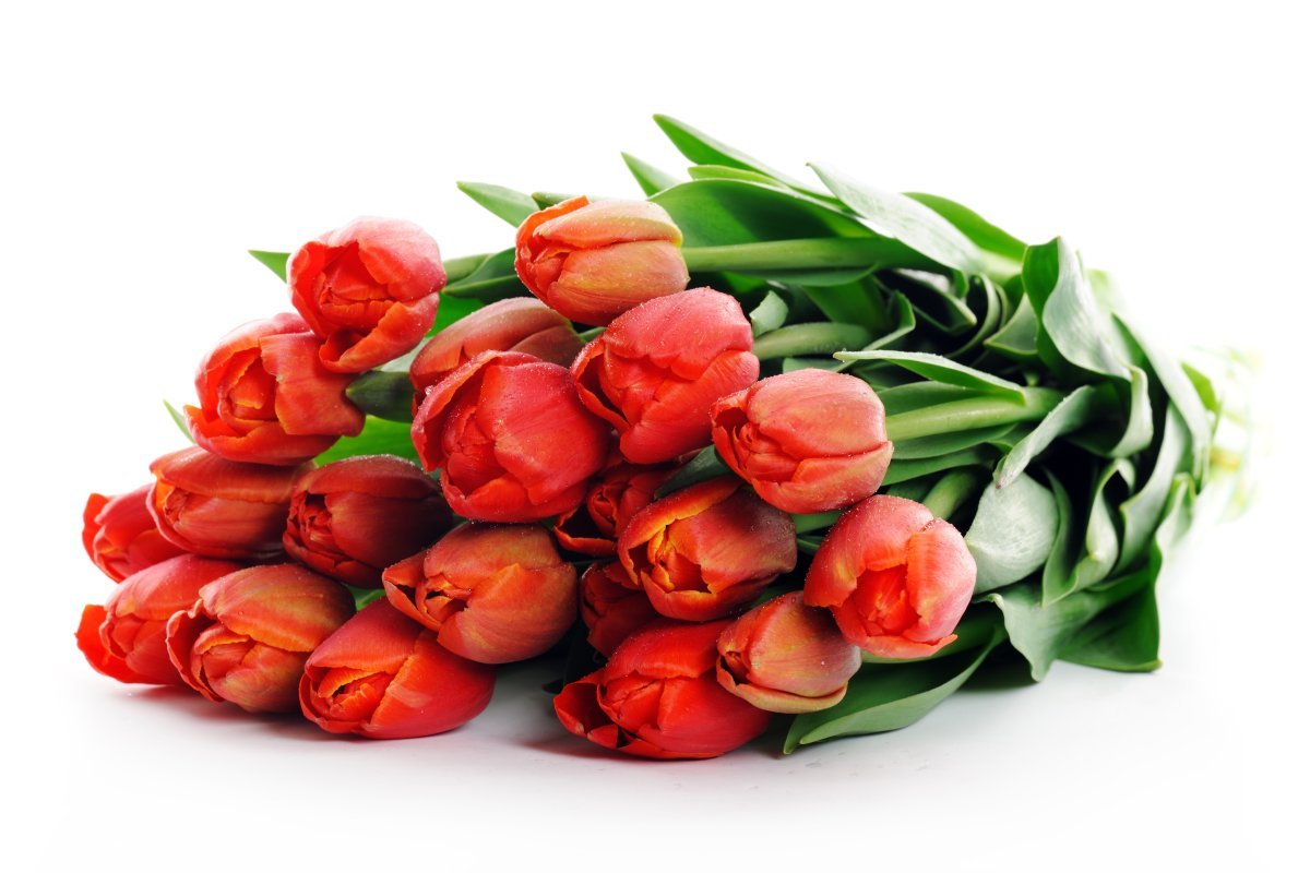 Цветы тюльпаны. Букет тюльпанов. Красивые тюльпаны.
