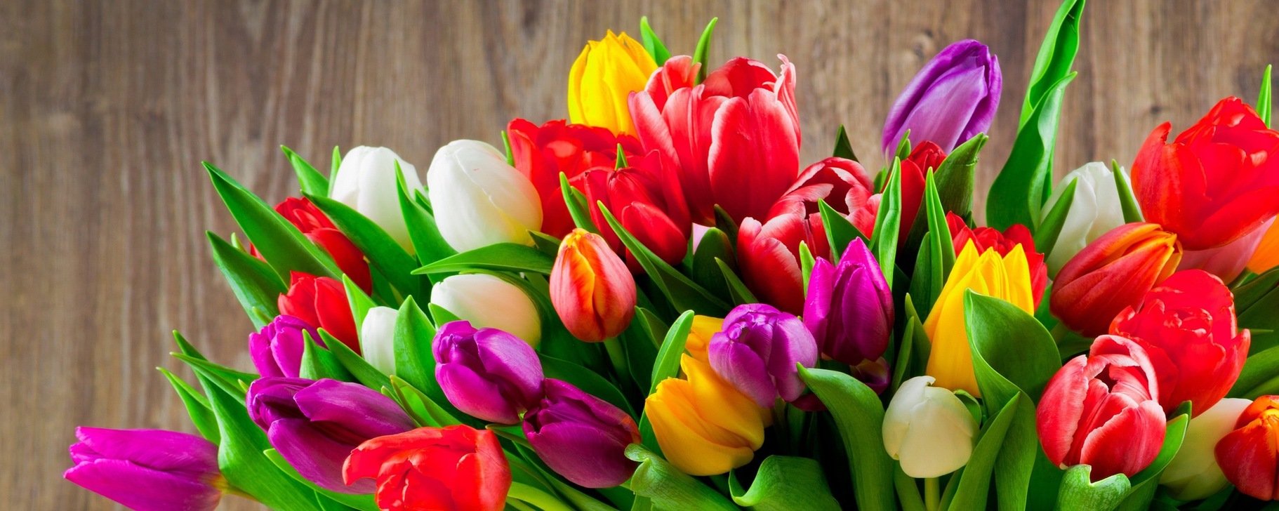 Обложка для вк тюльпаны. Мелкоцветные тюльпаны. Весенние тюльпаны. Шикарный букет тюльпанов. Букет разноцветных тюльпанов.