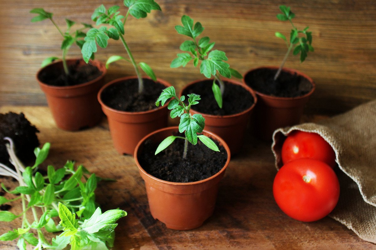 Выращивание томатов из семян в домашних. Пикирование томатов. Рассада помидор. Горшки для рассады. Рассада помидор в домашних.