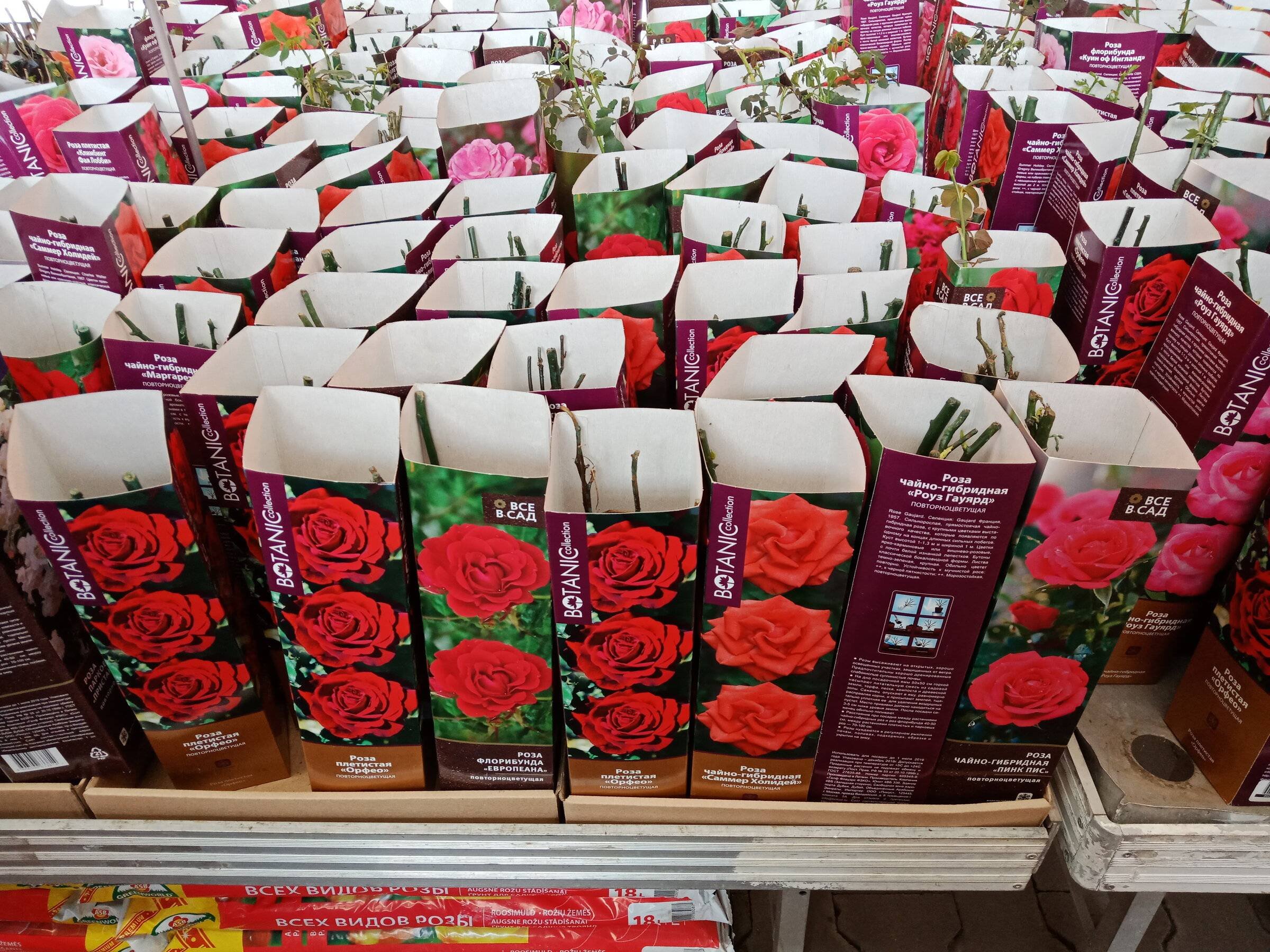 Садовые розы саженцы. Саженцы роз в коробках. Рассада роз. Саженцы роз в Ашане. Сажгняы роз в коробочках в магазине.