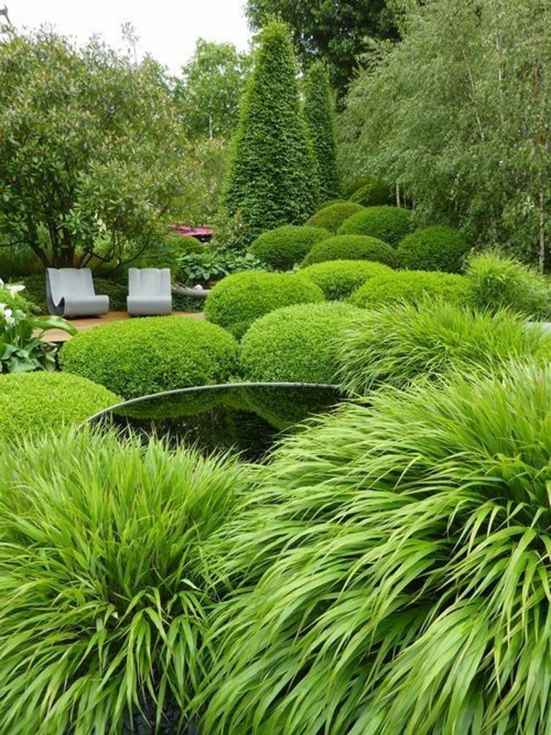 Декоративные зеленые растения