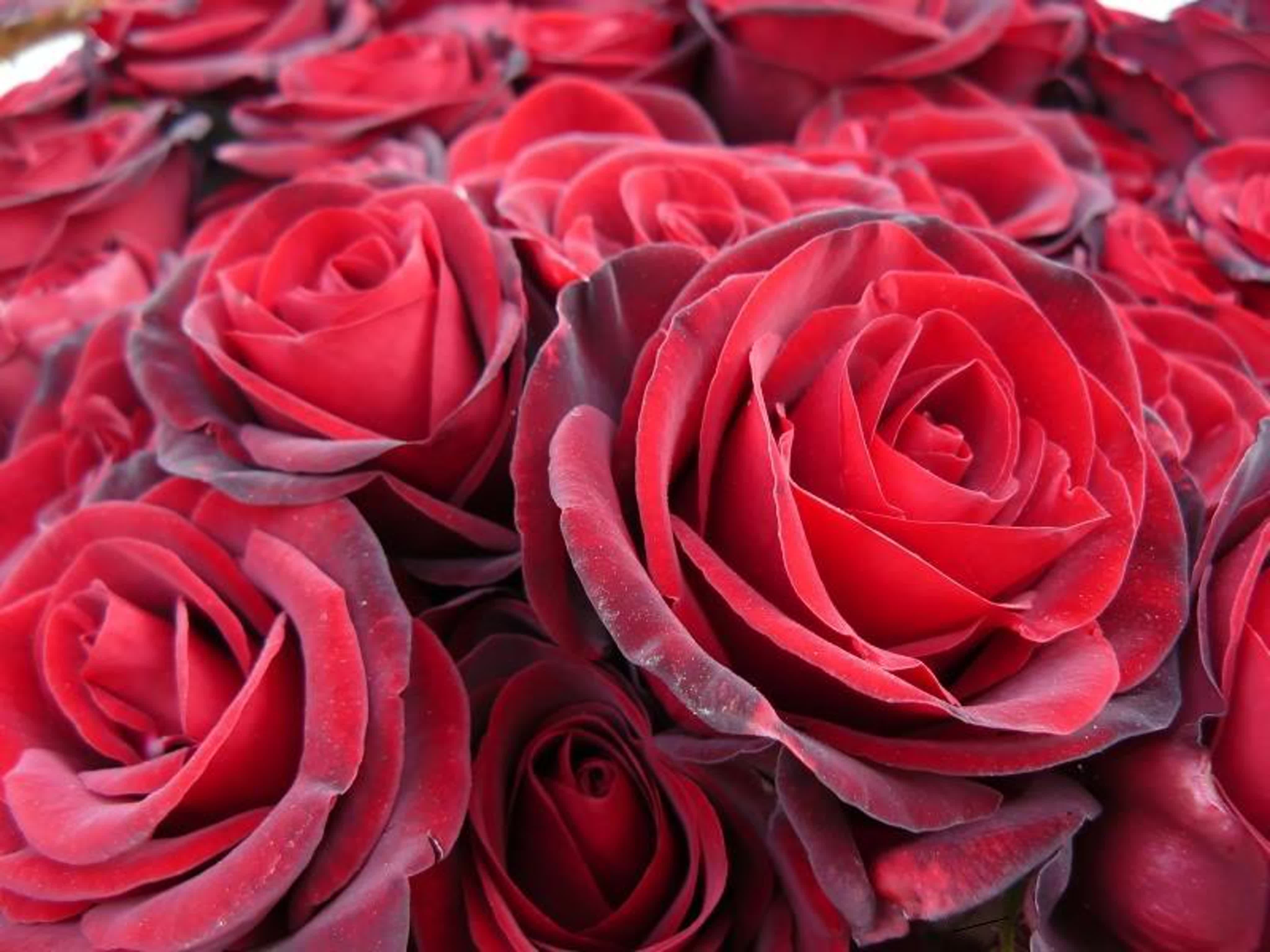 Глянцевые розы. Миллион алых роз. Алые розы. Миллион красных роз.