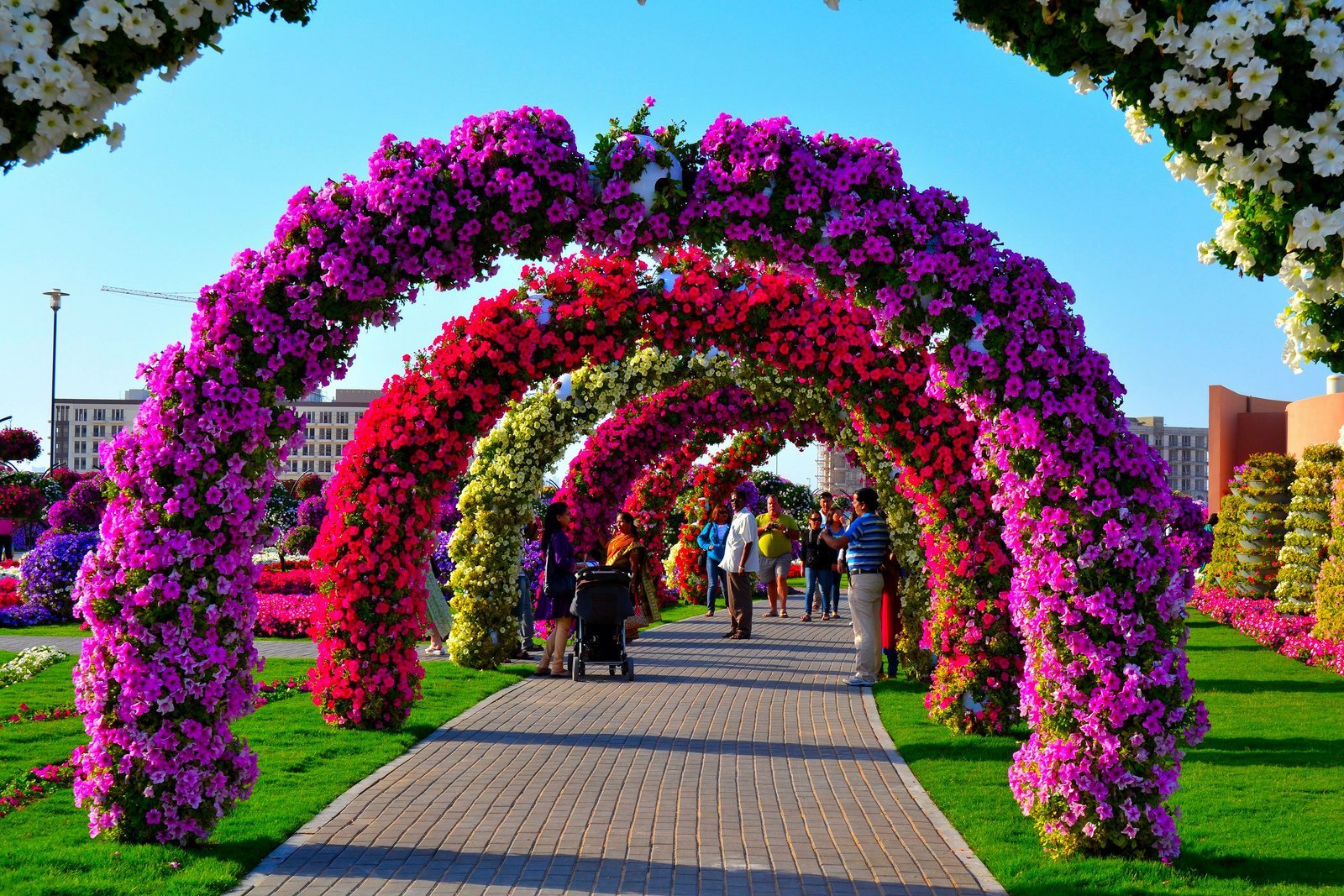 Развлечения цветов. Миракл Гарден Дубай. Dubai Miracle Garden Дубай. Дубай Флауэрс Гарден. Дубайская арка парк.