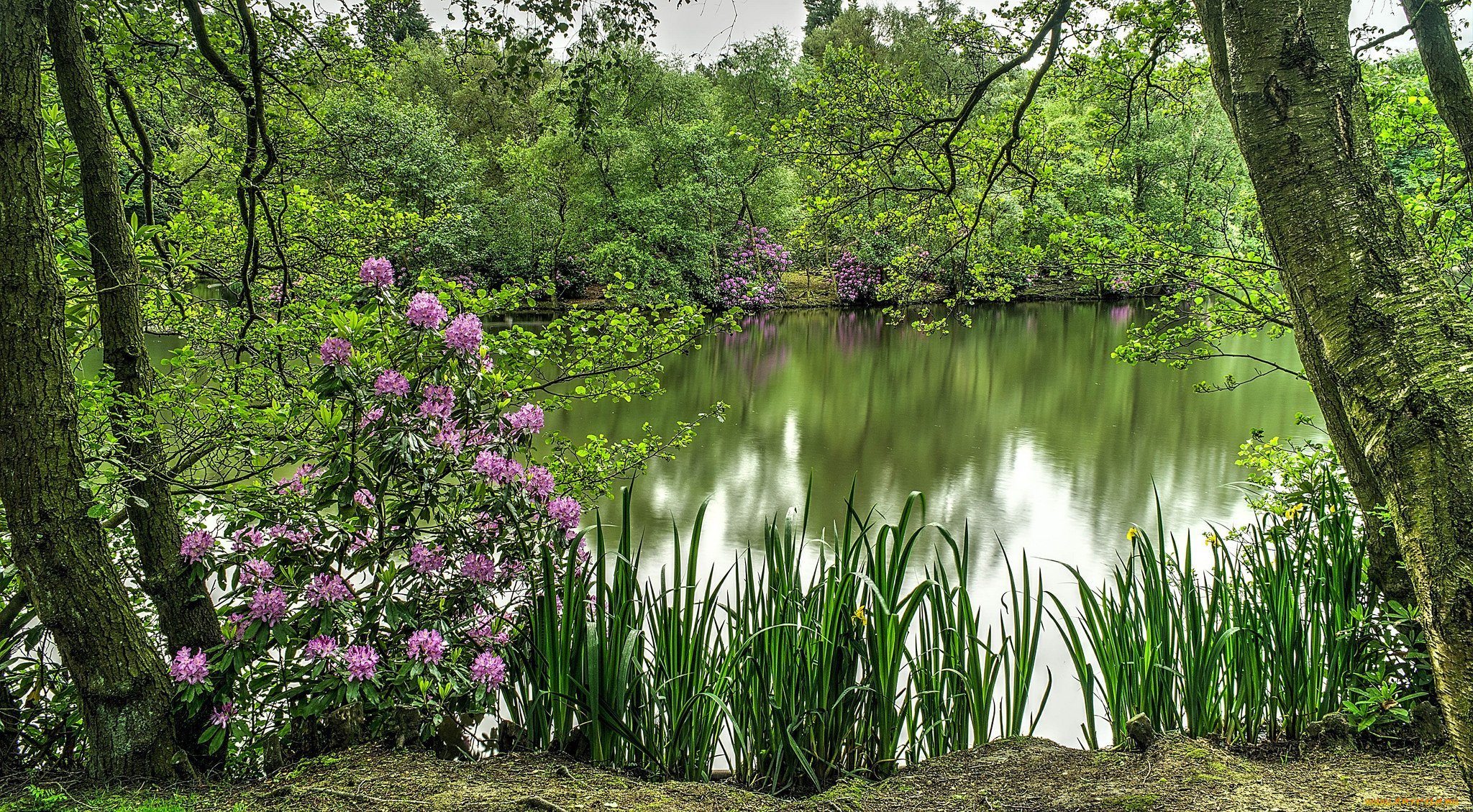 Сады на реке какой реке. Летняя природа. Красивый пруд. Красивый пруд в лесу. Лес река цветы.