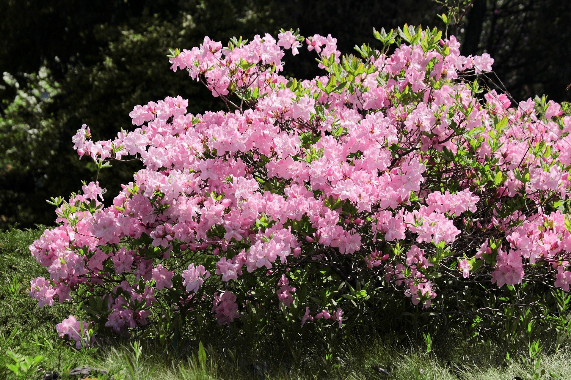 Название красивых кустарников цветущих. Рододендрон куст.