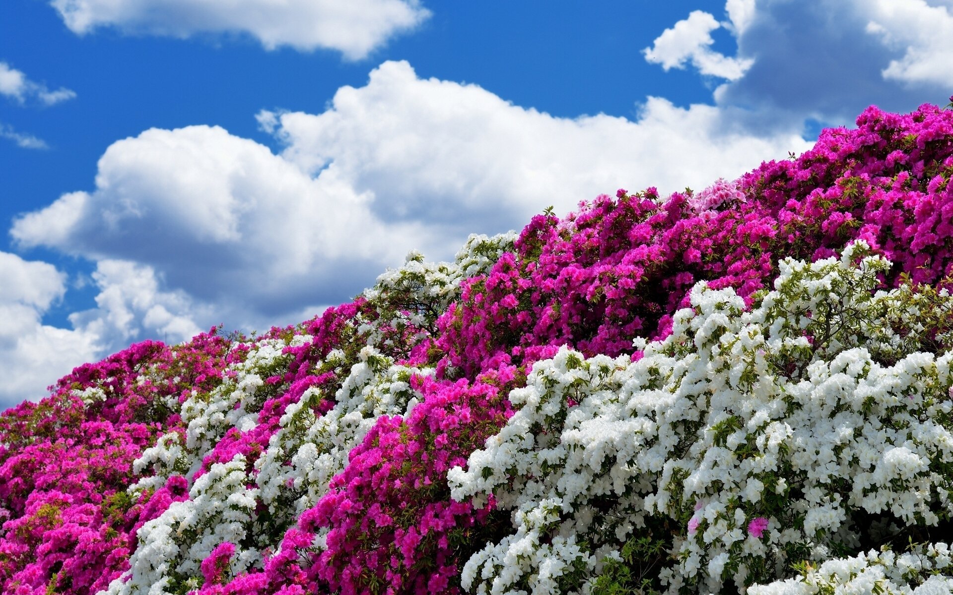 Фото красивых цветущих кустарников. Рододендрон Ванкувер. Гортензии сирень рододендрон.