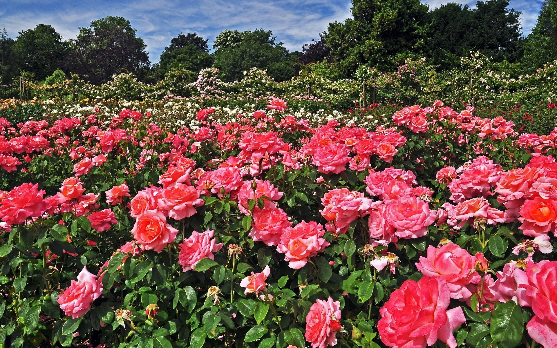 В сад роз 38. Лондон Риджентс-парк розы. Риджентс парк розарий.