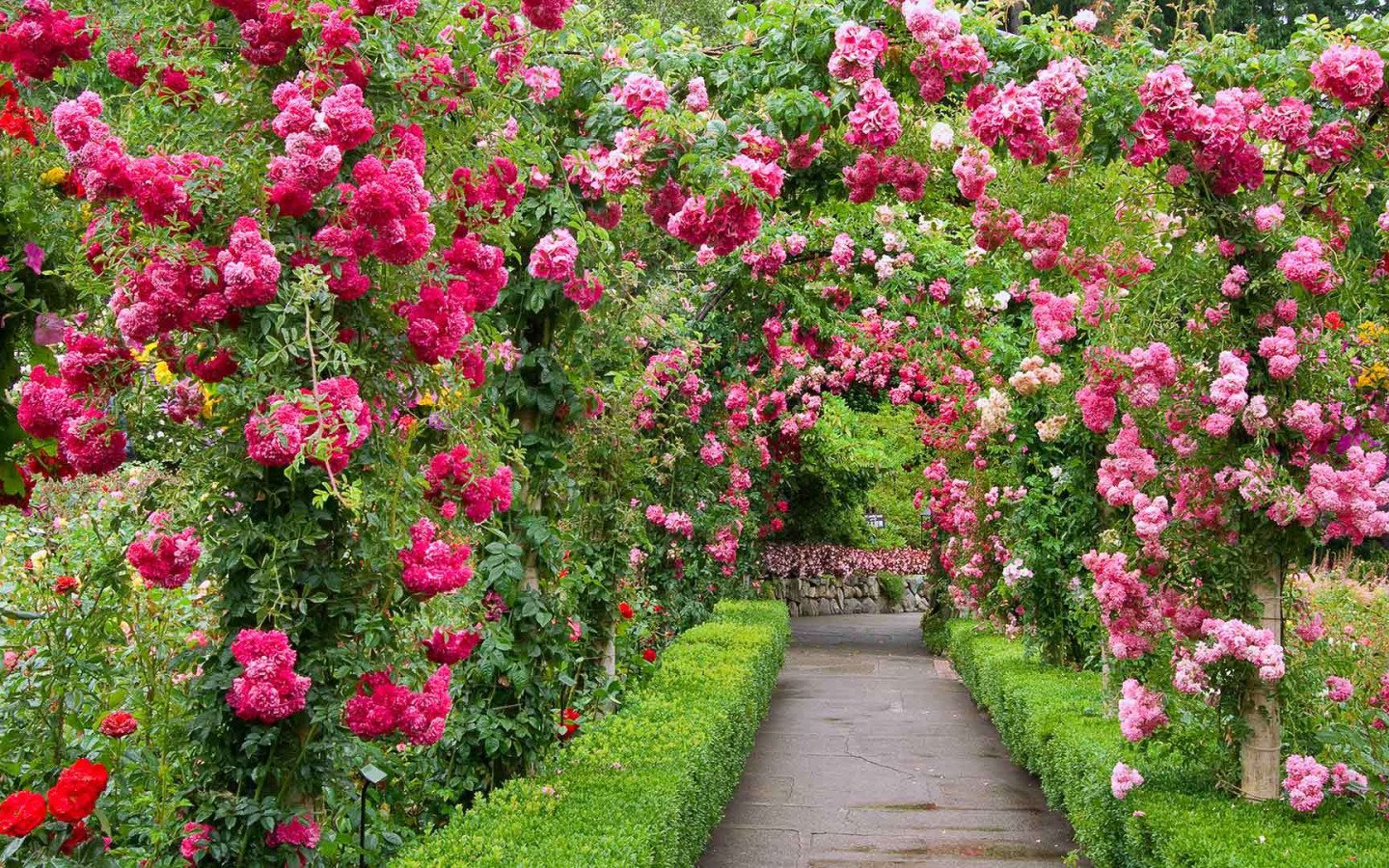 Пионовидное дерево. Butchart Gardens, Канада розарий. Роуз Гарден плетистая. Розы плетистые Роуз Гарден.
