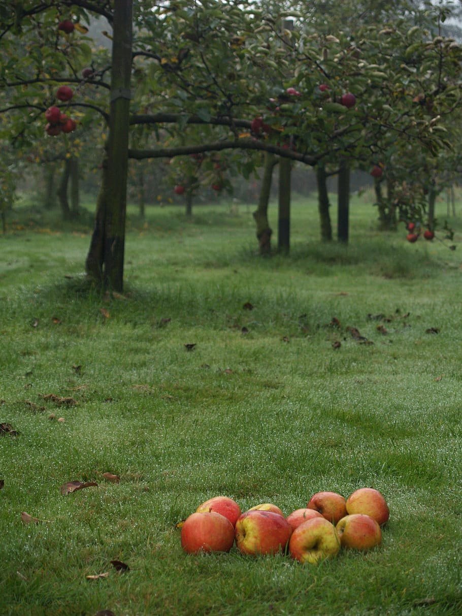 Осенний сад яблоки. Яблочный сад. Яблоня в саду. Яблоневый сад осень. Яблоки в осеннем саду.