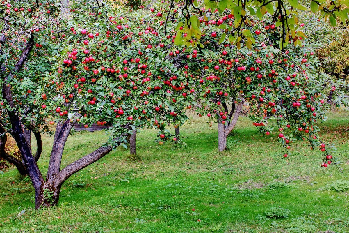 Яблонька дача. Дерево яблони Жарден. Яблоневый сад. Яблоневый сад Мичурина. Яблоня Антоновка дерево.