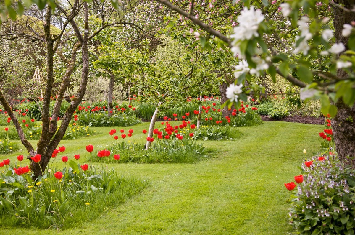 Красивые цветущие сады фото. Аркадия Гарден плодовый сад. Хелен парк+ ландшафт. Яблони Ньютона». Кембридж, Ботанический сад. Мавританский газон в плодовом саду.