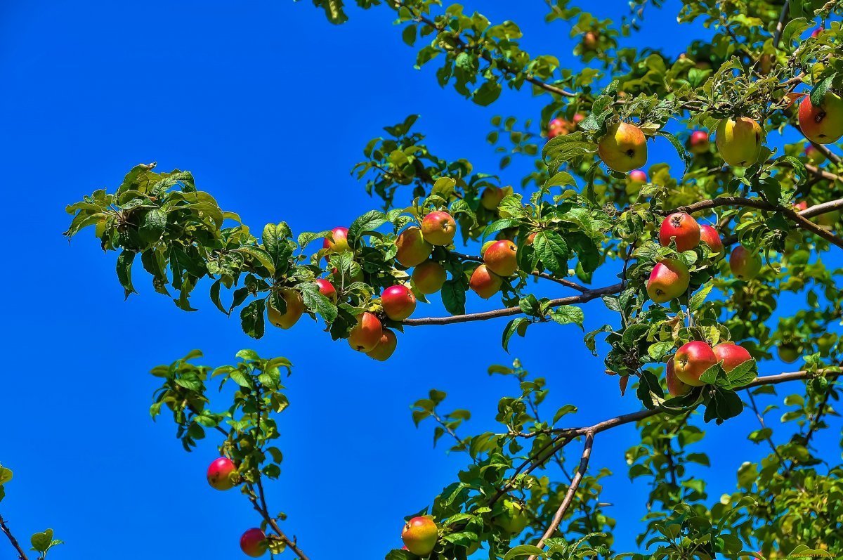На 14 яблонь. Яблоня дерево. Яблоки на дереве. Яблоки на ветке. Ветка яблони с яблоками.