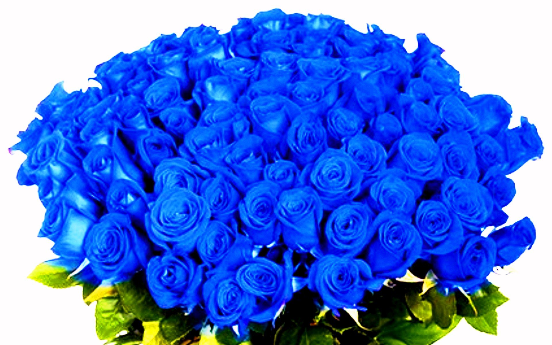 Открытки синего цвета. Голубые розы Сантори. Букет синих роз. Голубые розы букет. Шикарный букет синих роз.