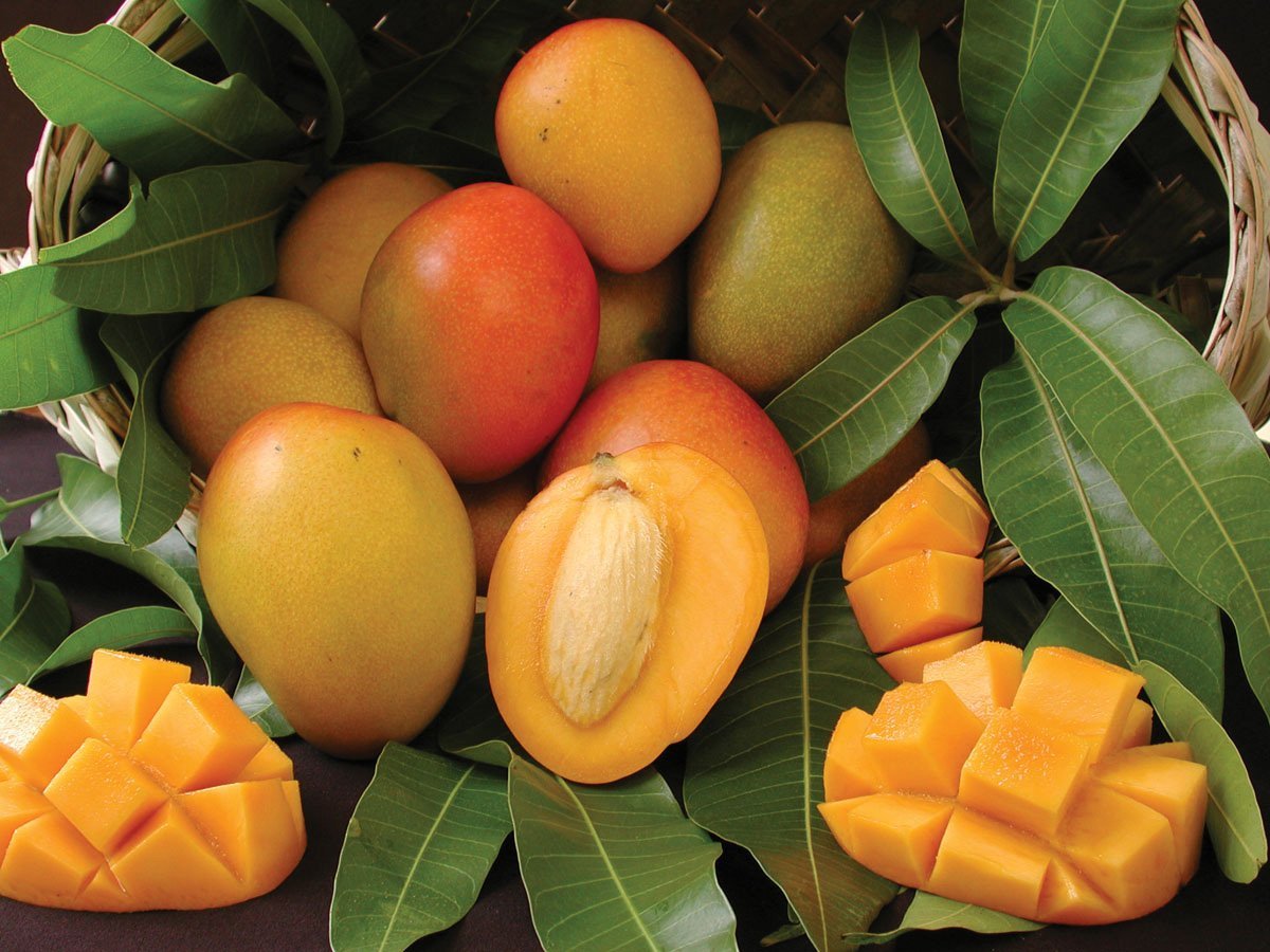 Host mango. Манго фрукт дерево. Тайское манго дерево. Манго индийское растение. Манговое дерево с манго.