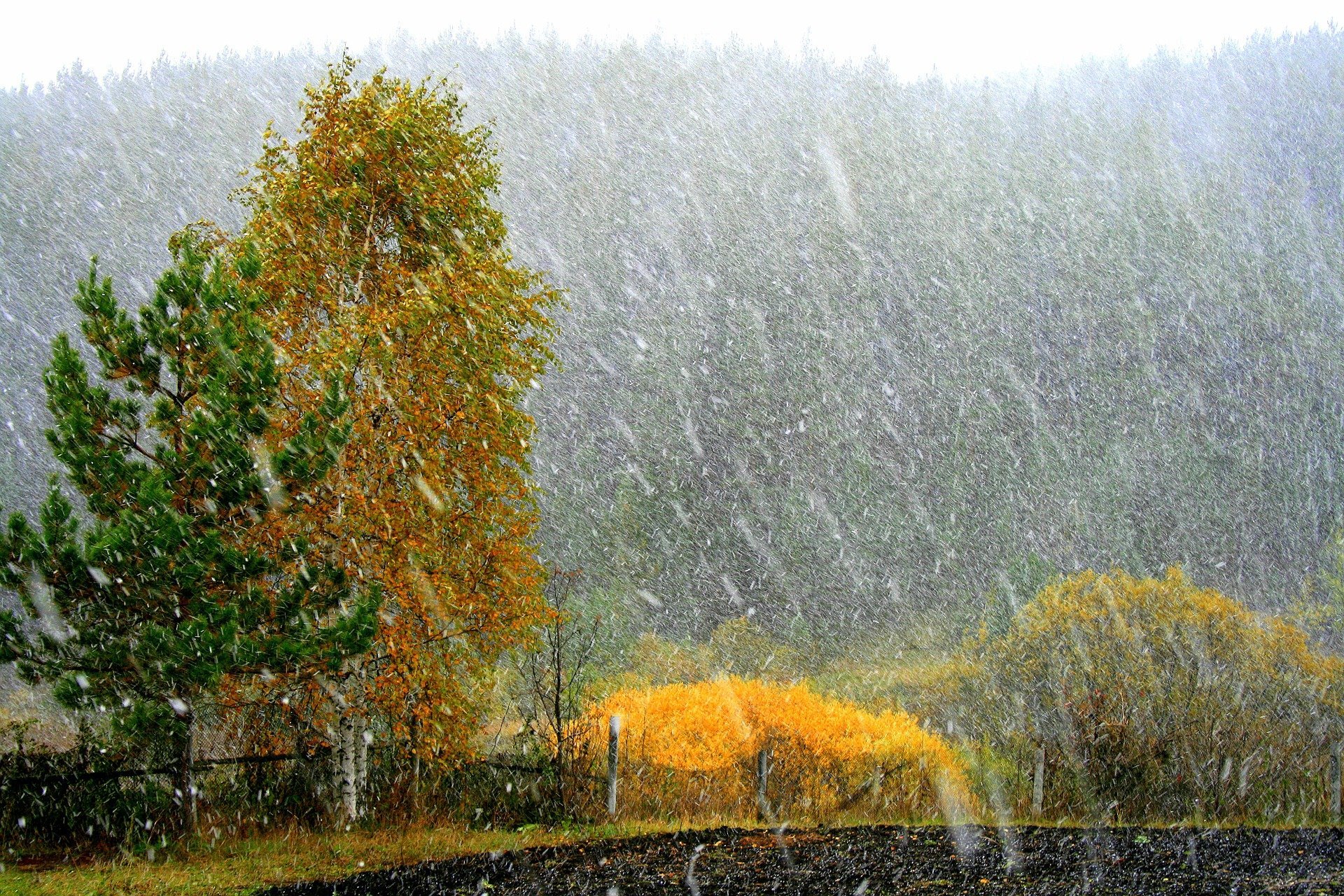 Солнечные метели. Дождливая осень. Дождь осенью. Осень дождь. Осенний ливень.