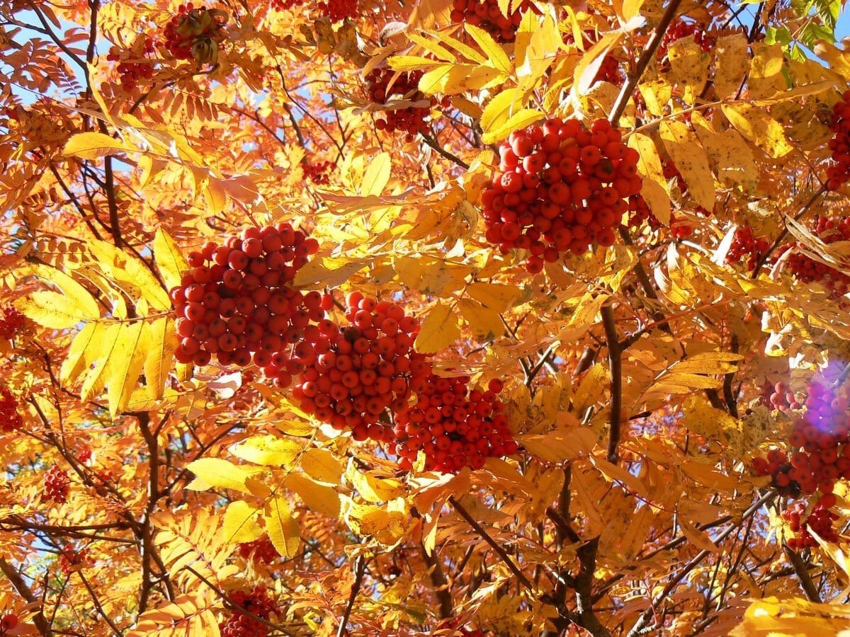 Рябина дерево осень. Сентябрь рябинник октябрь листопад. Осень рябина. Золотая осень рябина. Рябина осенью.